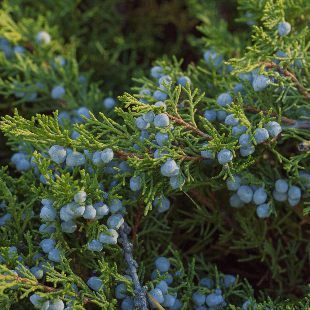 Pollen Count for May 10, 2023 — Allergy & Asthma Medical Group of the