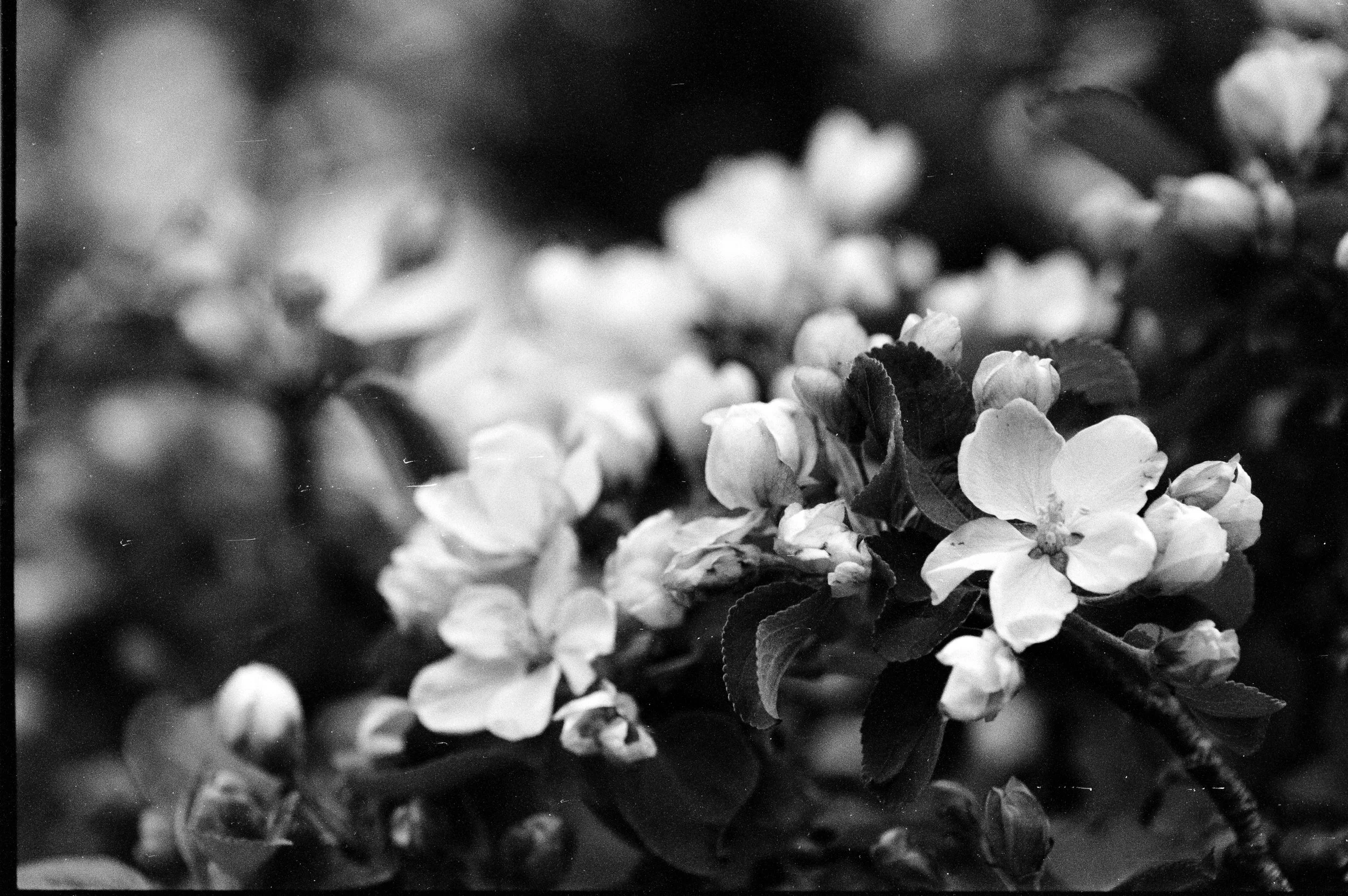 Trix400.jpg