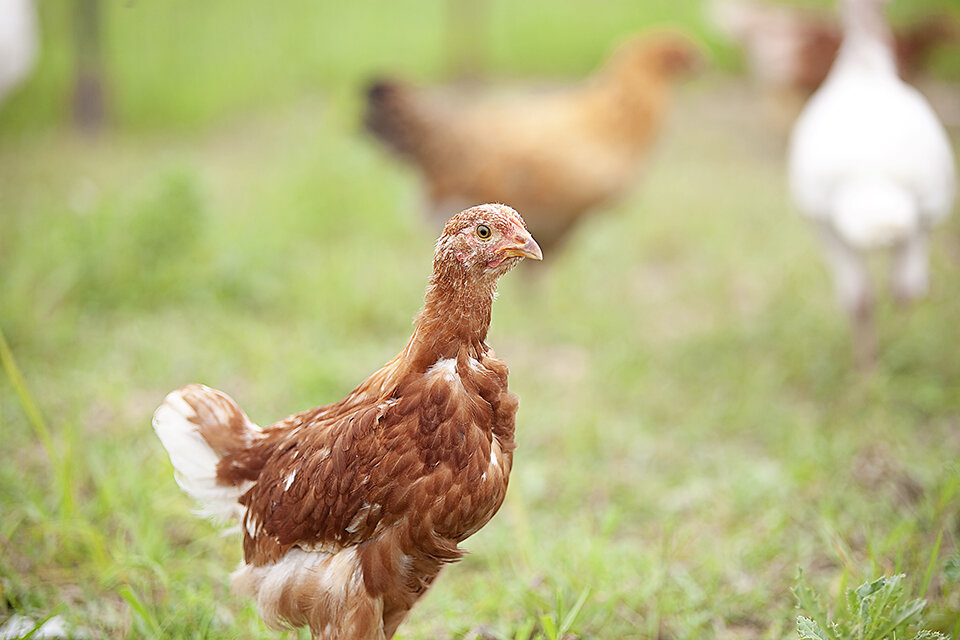 chickens5SEO.jpg