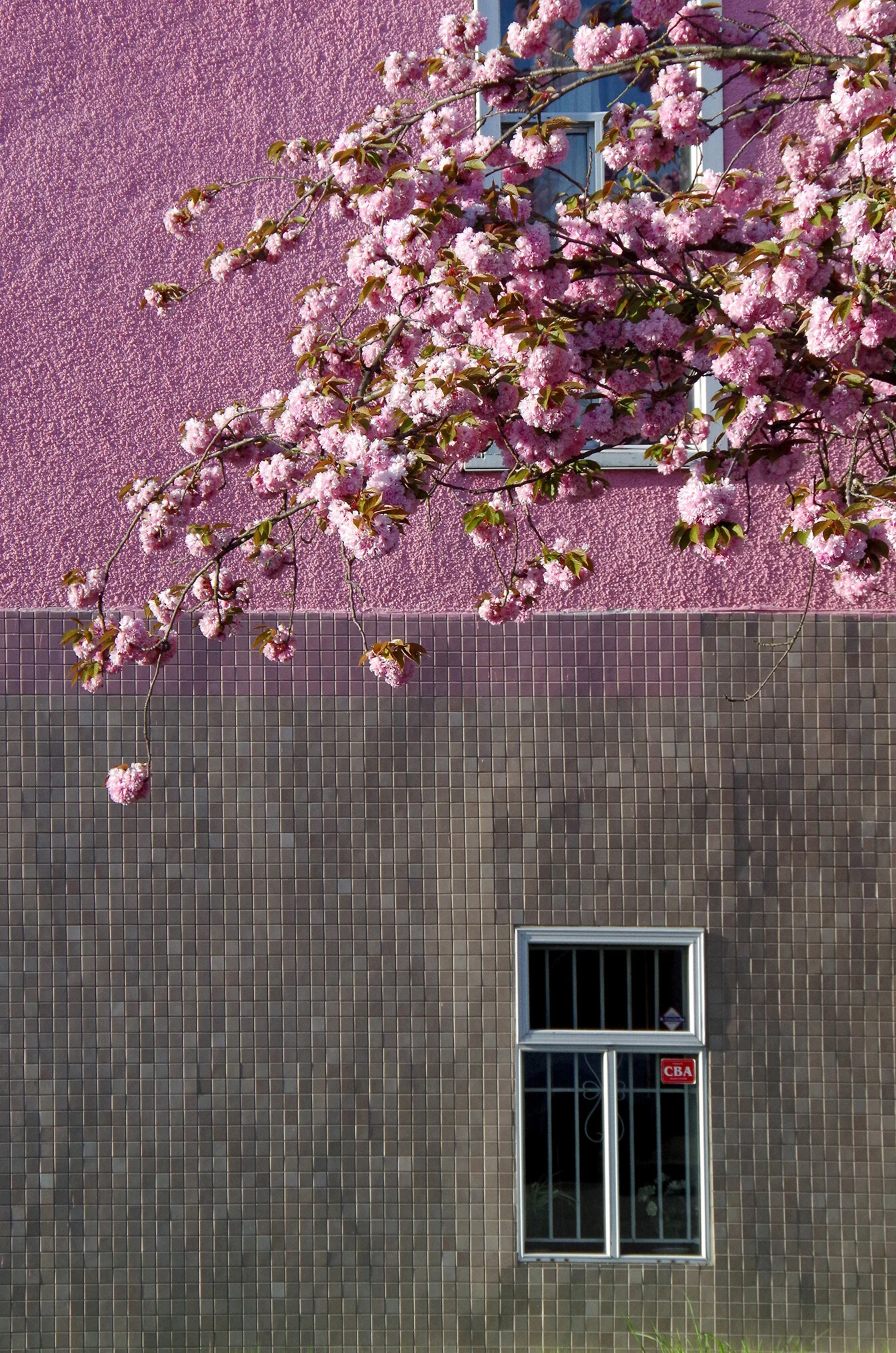 Spring Camouflage.jpg