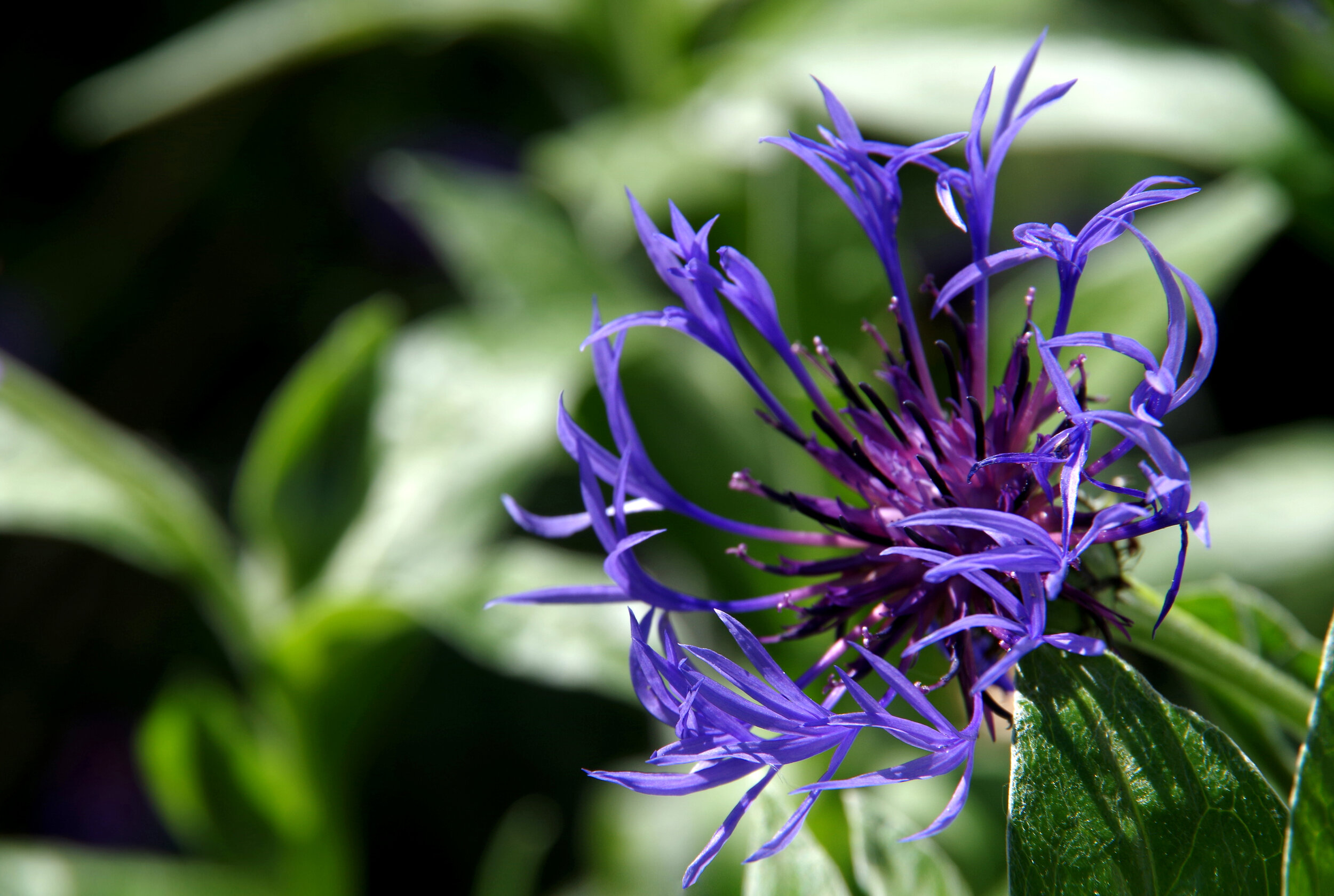PurpleMountainCornflower.jpg