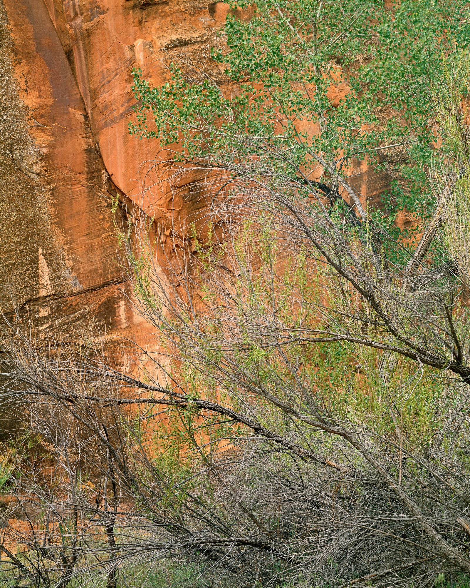 Willow, Cottonwood and Wall, Coyote Gulch