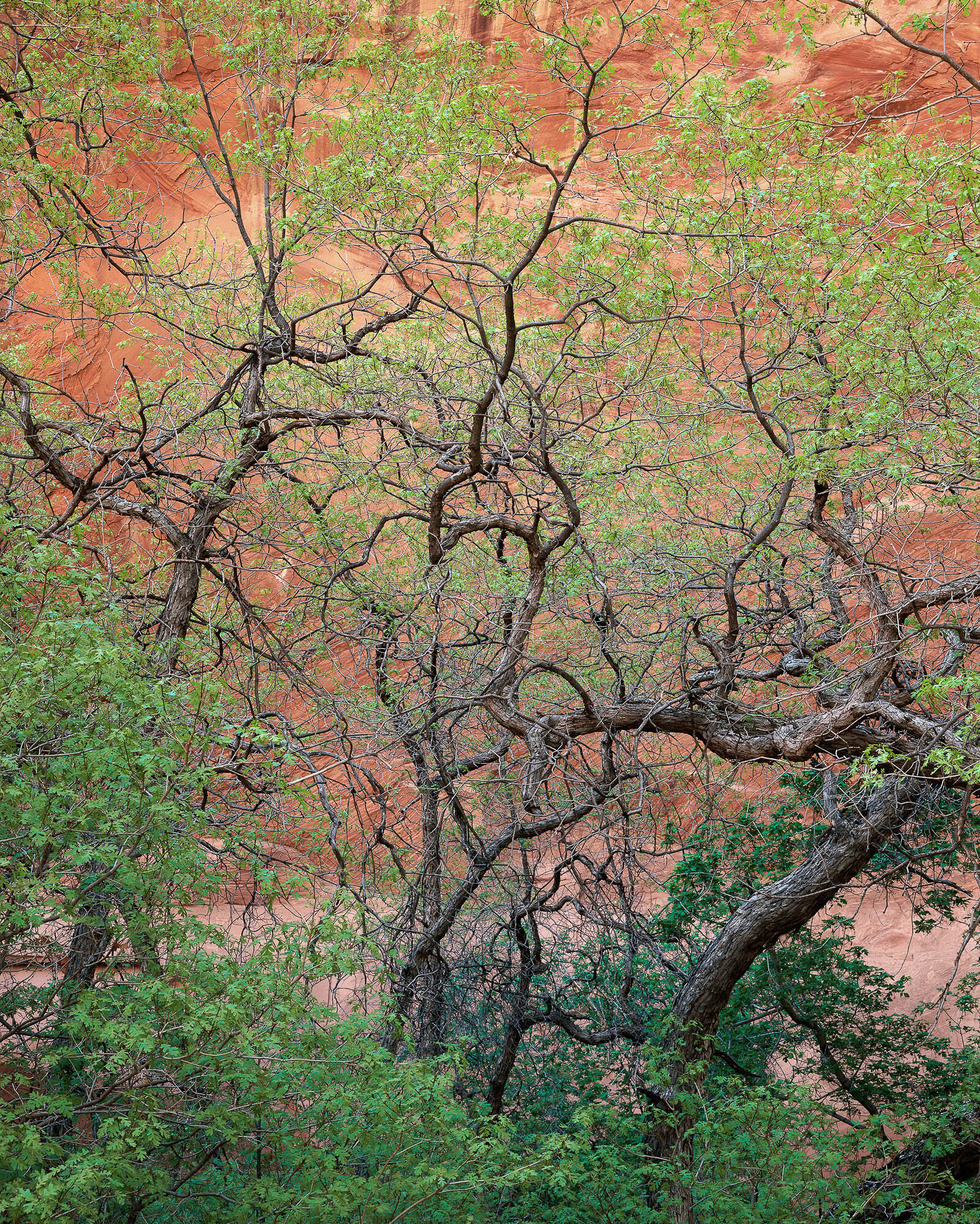 Gambel Oaks and Wall