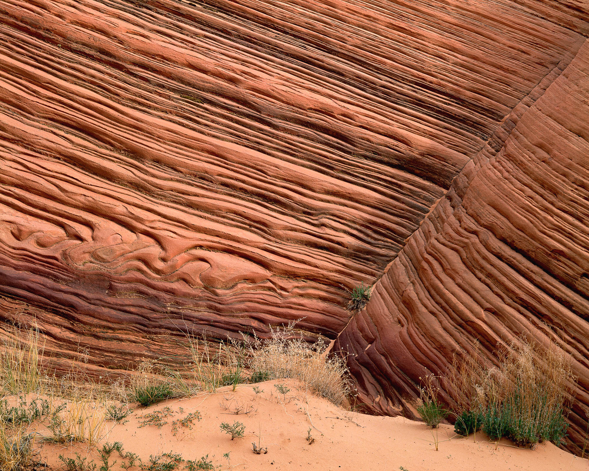 Sandstone Arabesque, Dune Grasses; Paria River - Vermilion Cliffs Wilderness, Arizona