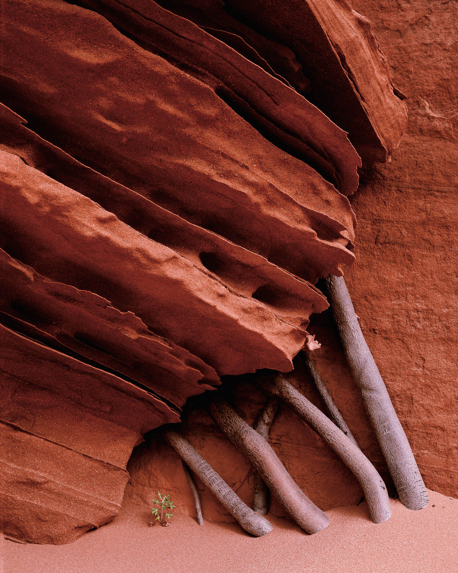 Sandstone Fins and Serviceberry Roots; Paria River - Vermilion Cliffs Wilderness, Arizona