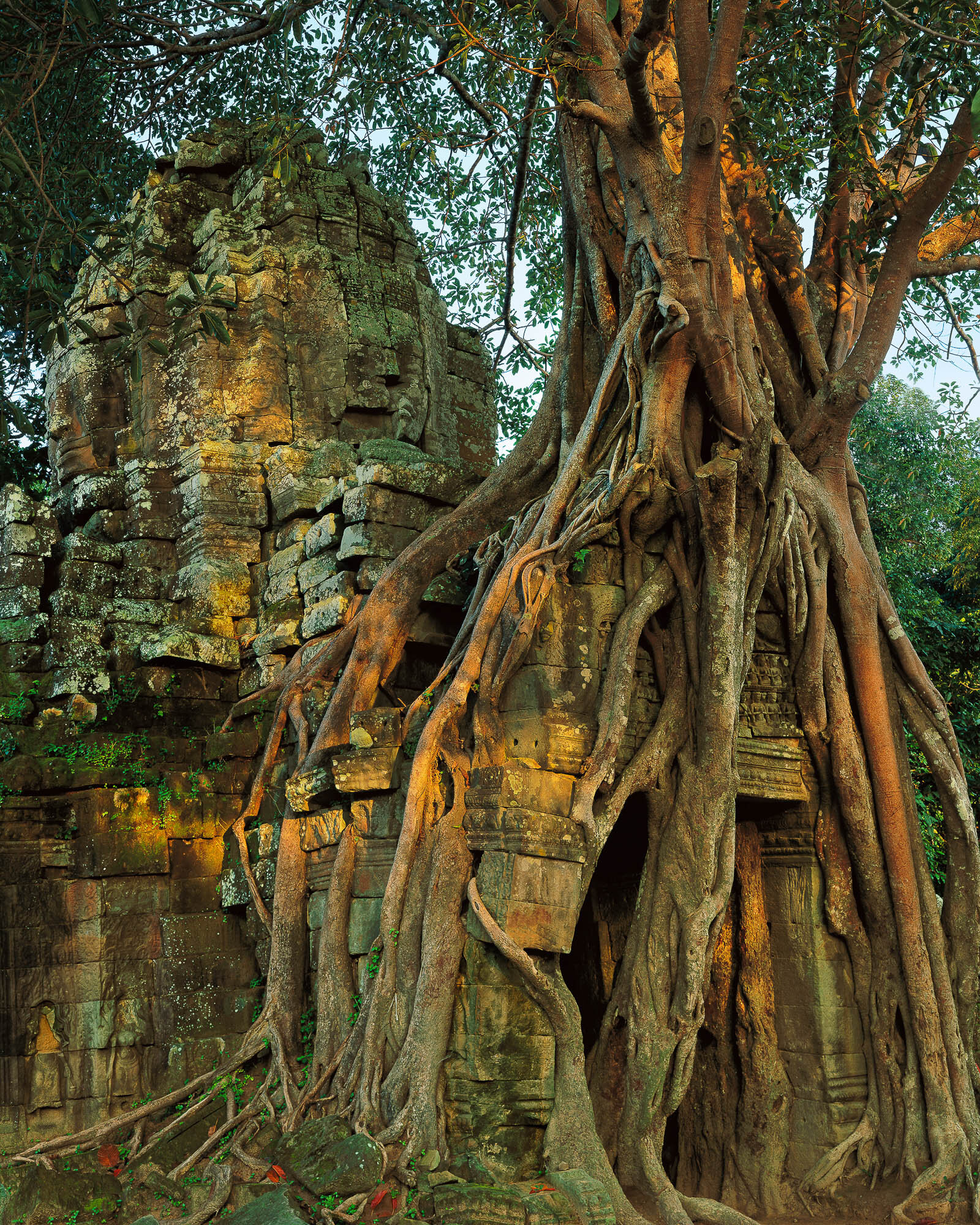 Ficus, Gopura at Dawn, Ta Som; Angkor, Cambodia
