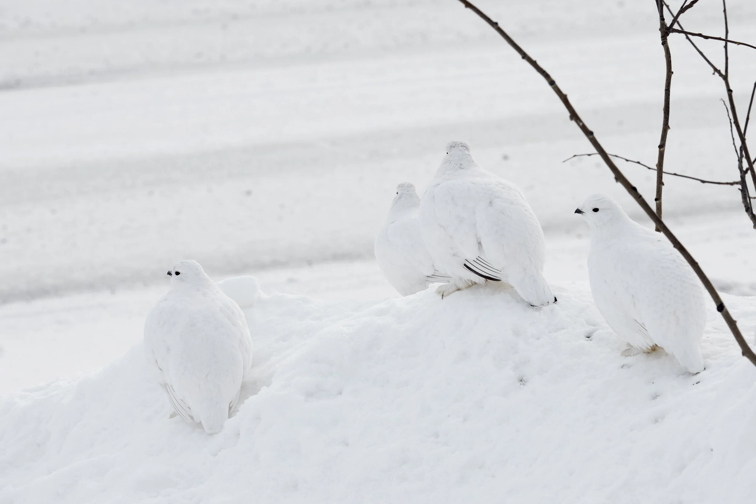 Yellowknife, Northwest Territories, Canada