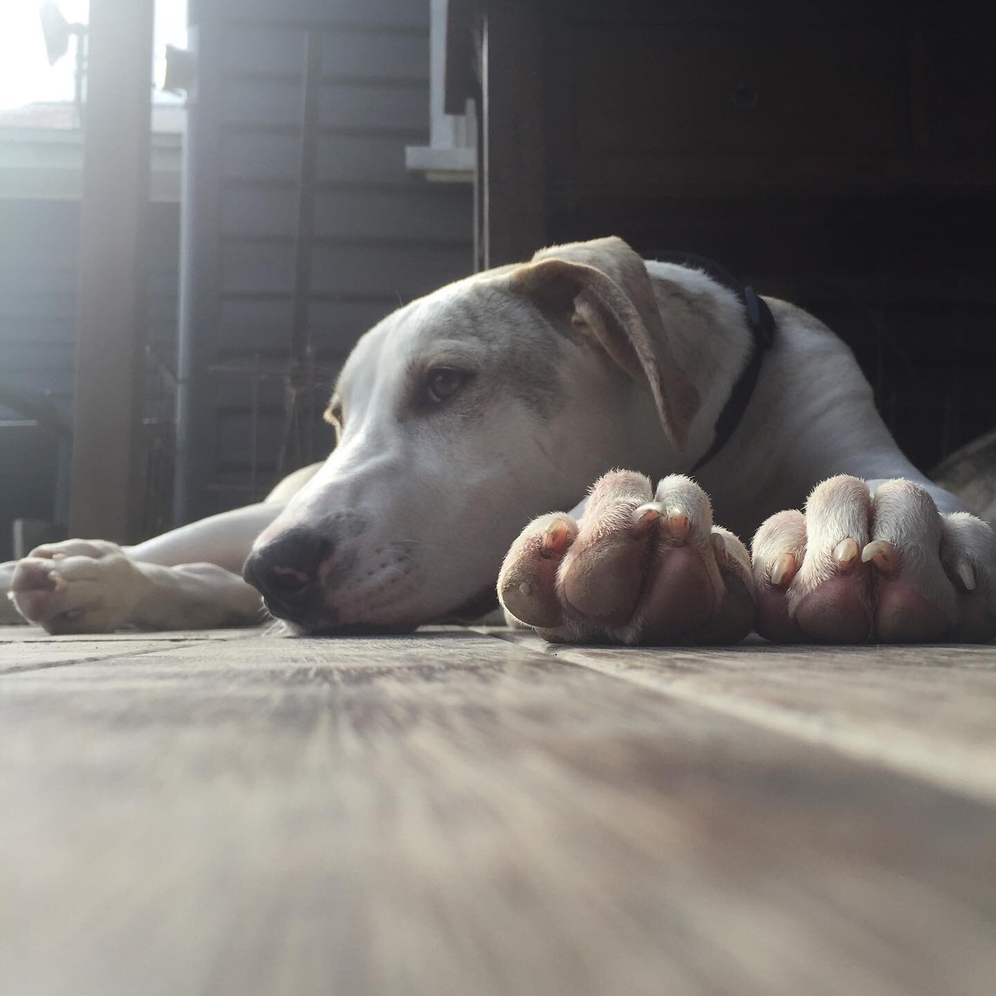 Meet Fergus. Empire&rsquo;s newest mascot! 20 week old Great Dane X rescue. 😍❤️

#greatdane #rescuepuppy #puppy #greatdanex #logodesigner #logo #logos #logodesign #photography #design #graphicdesign #graphicdesigner #branding #brand #website #creati