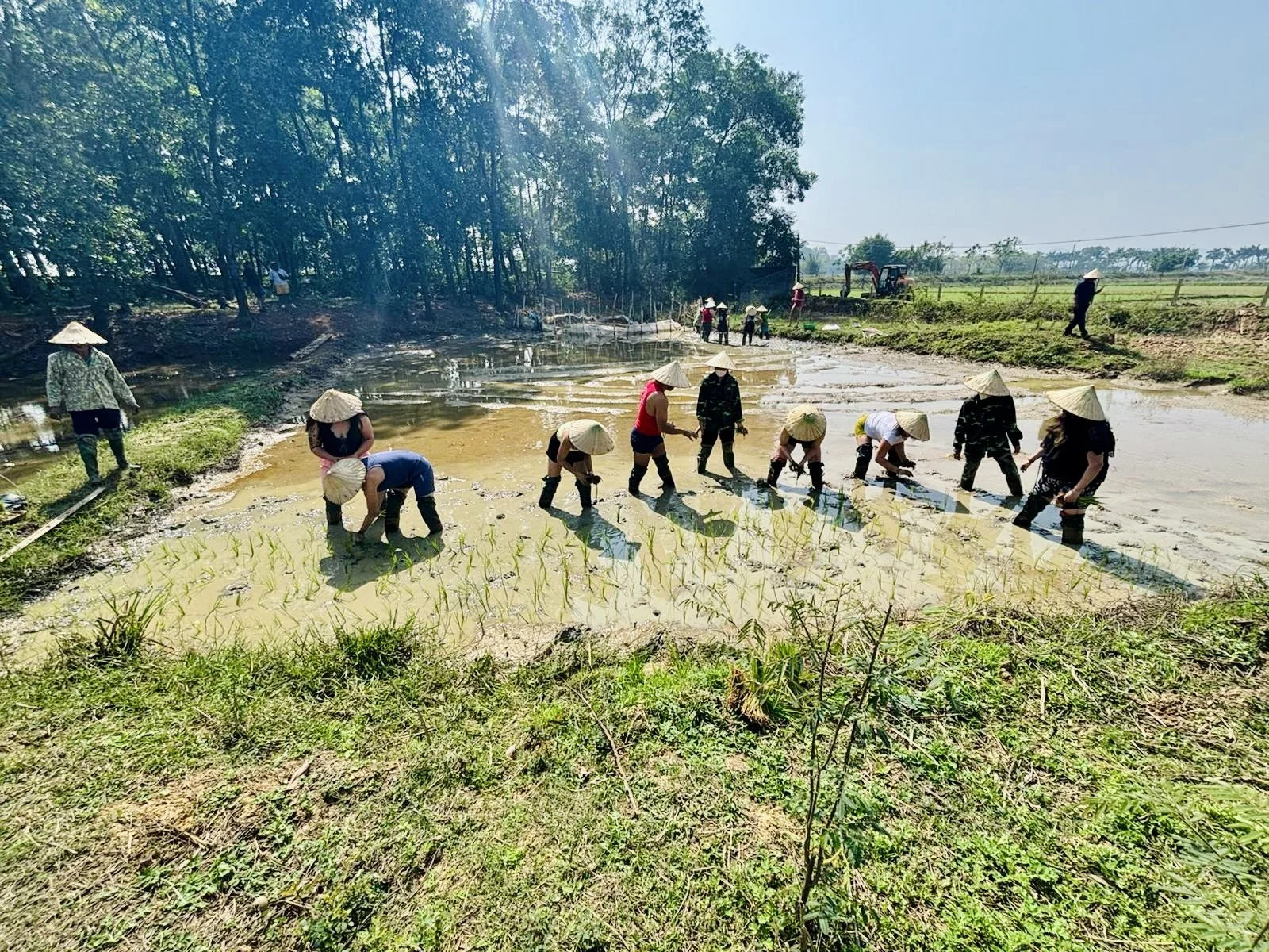 People wearing traditional conical hats planting rice seedlings in a flooded paddy field, surrounded by lush greenery and trees under a clear blue sky.