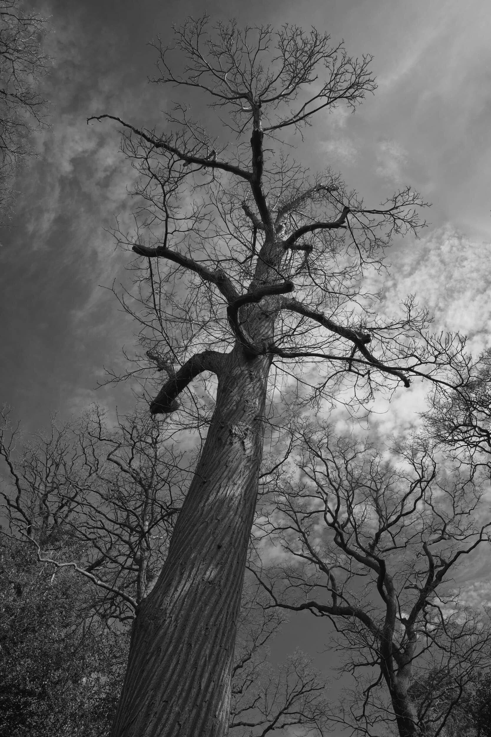 Tree, RHS Wisley Gardens, Surry