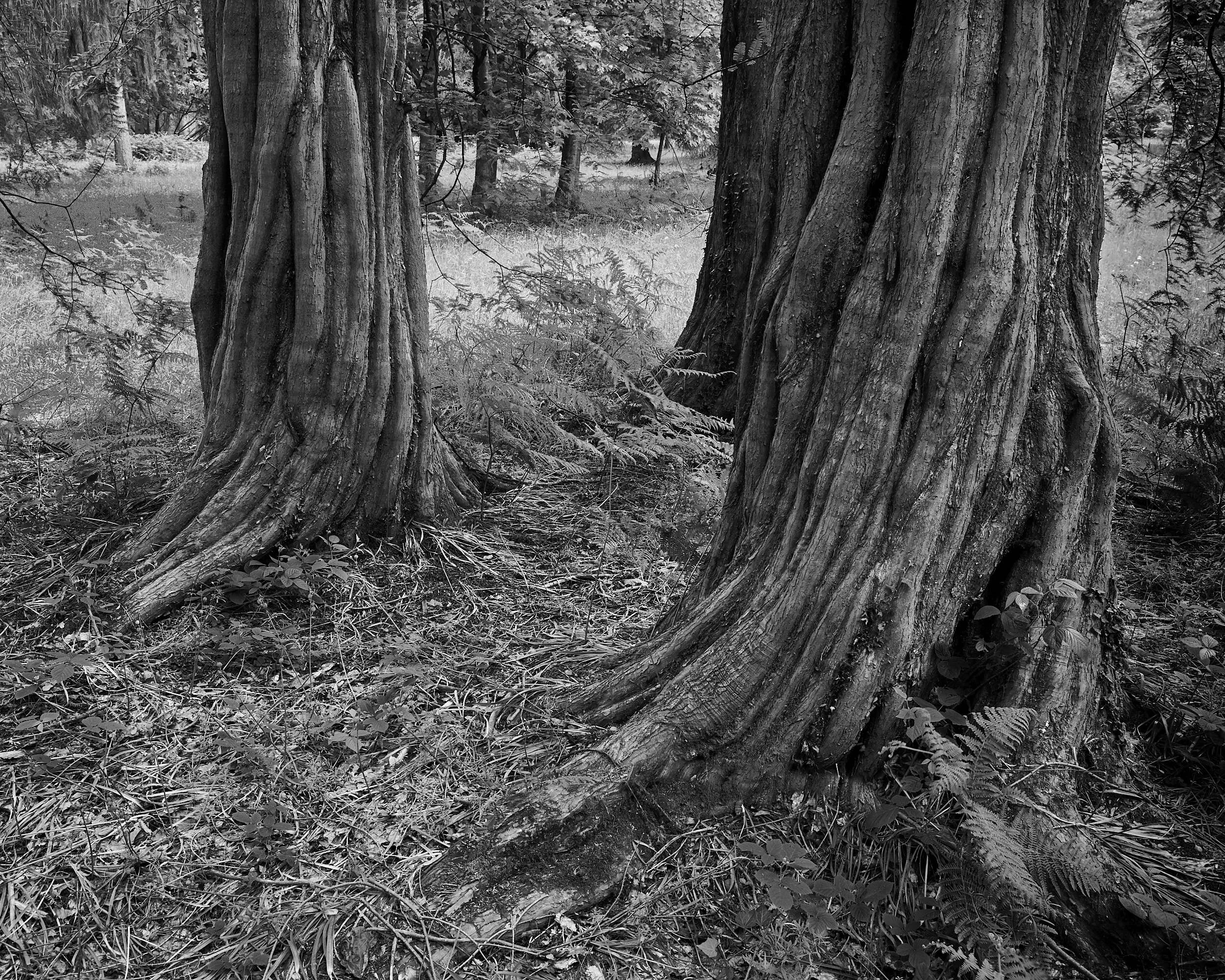 Tree Trunk, Forrest of Dean