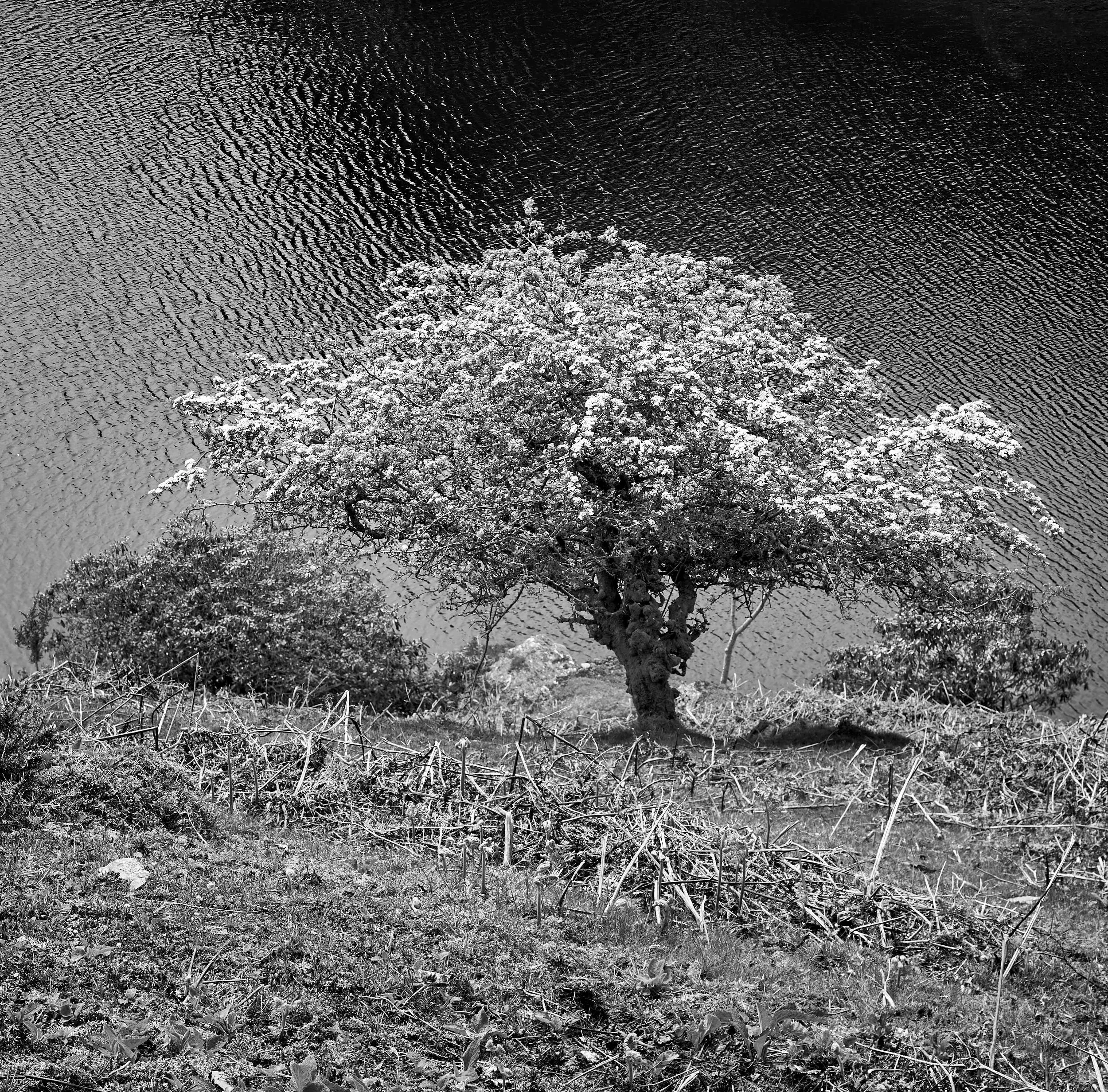 Tree with Blossom, Elan Valley