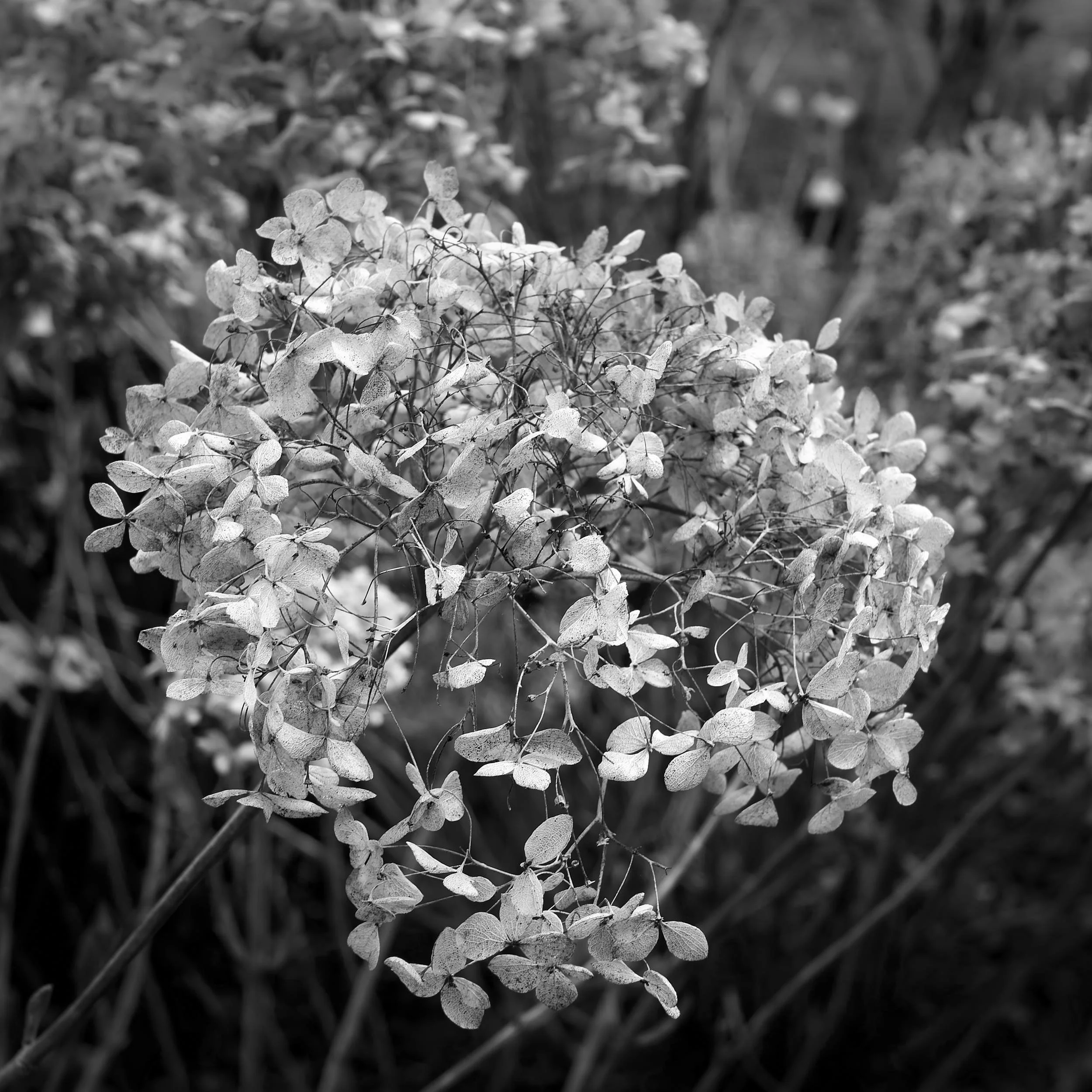 Flowerhead NT Mottisfont, Hampshire