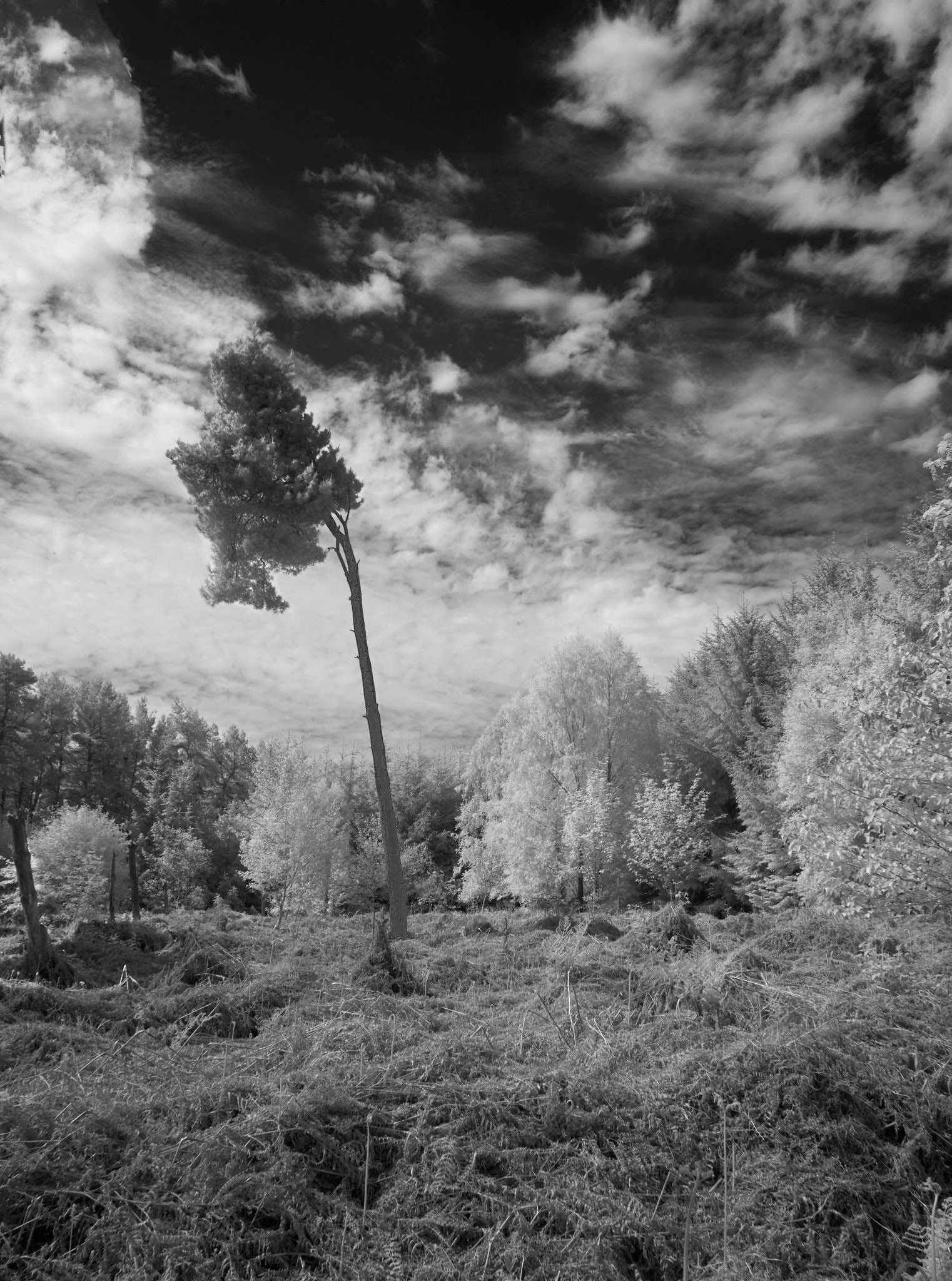 Mid Wales (IR Image)