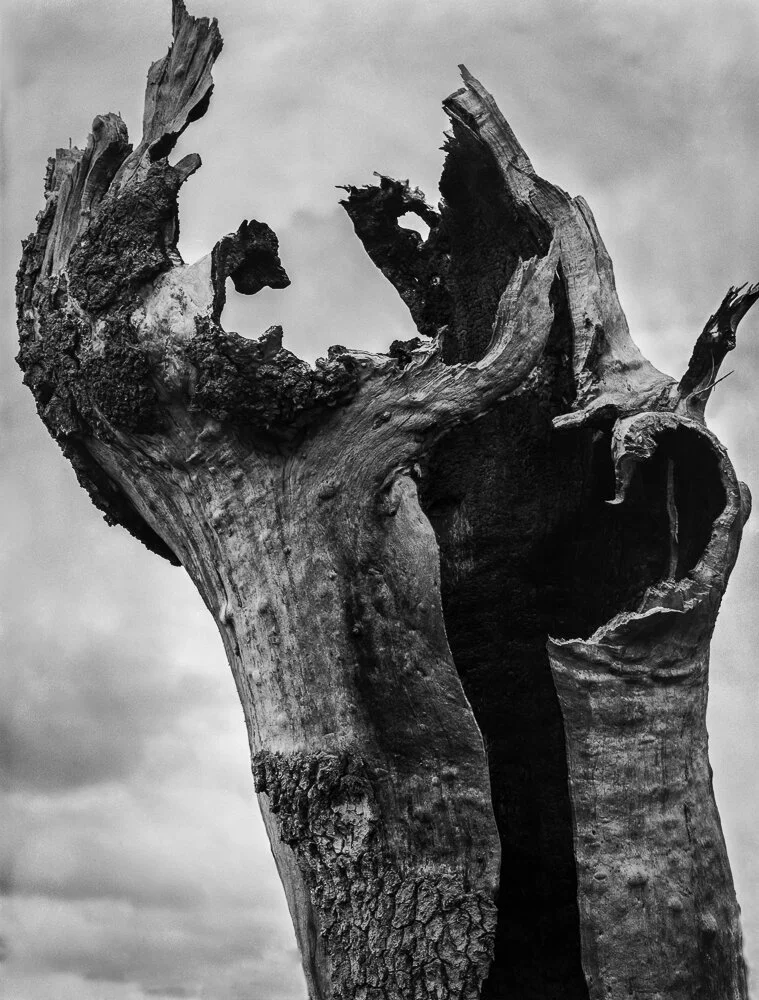 Burnt Tree, Yosemite, California