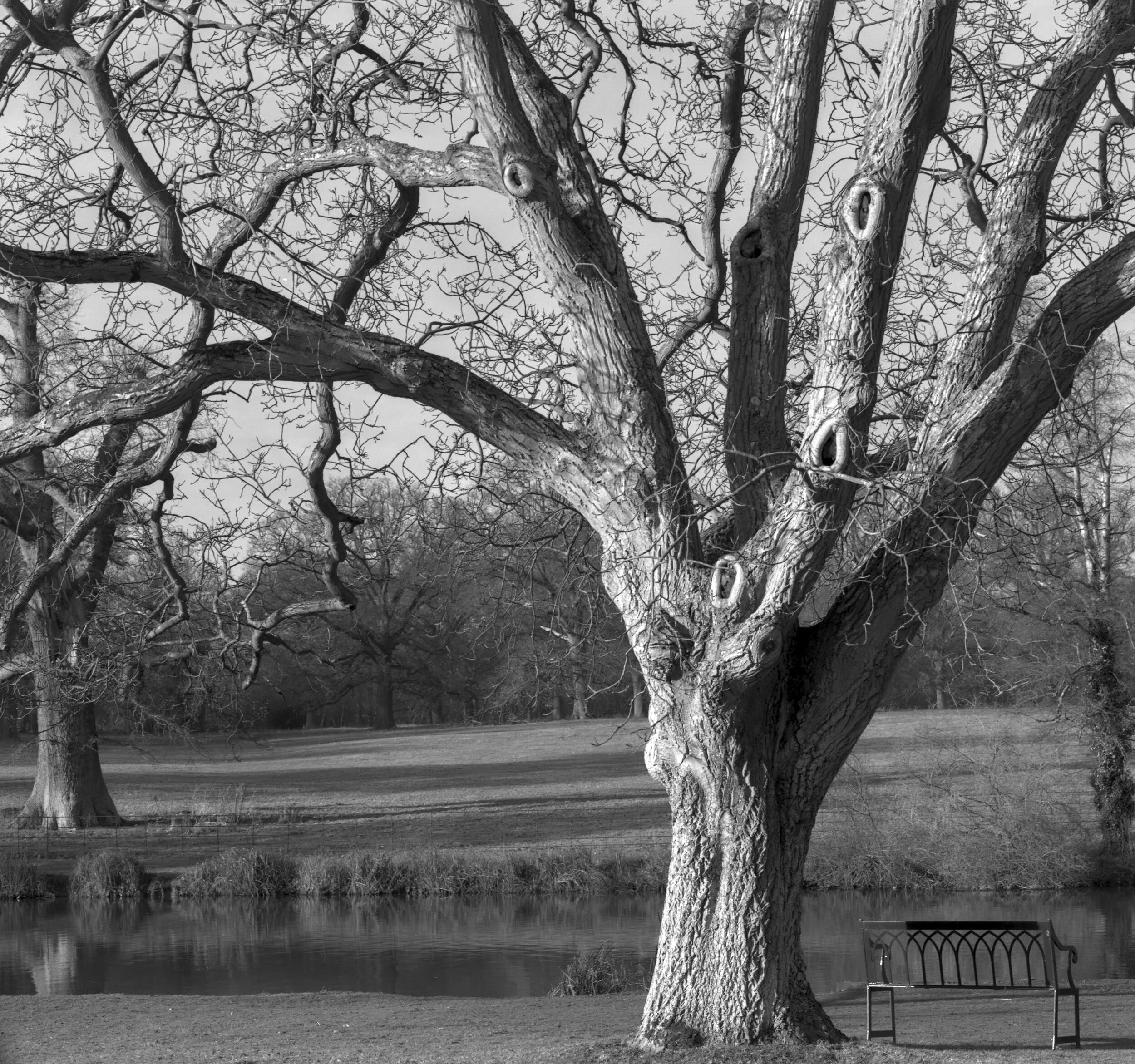 The Vyne, Basingstoke