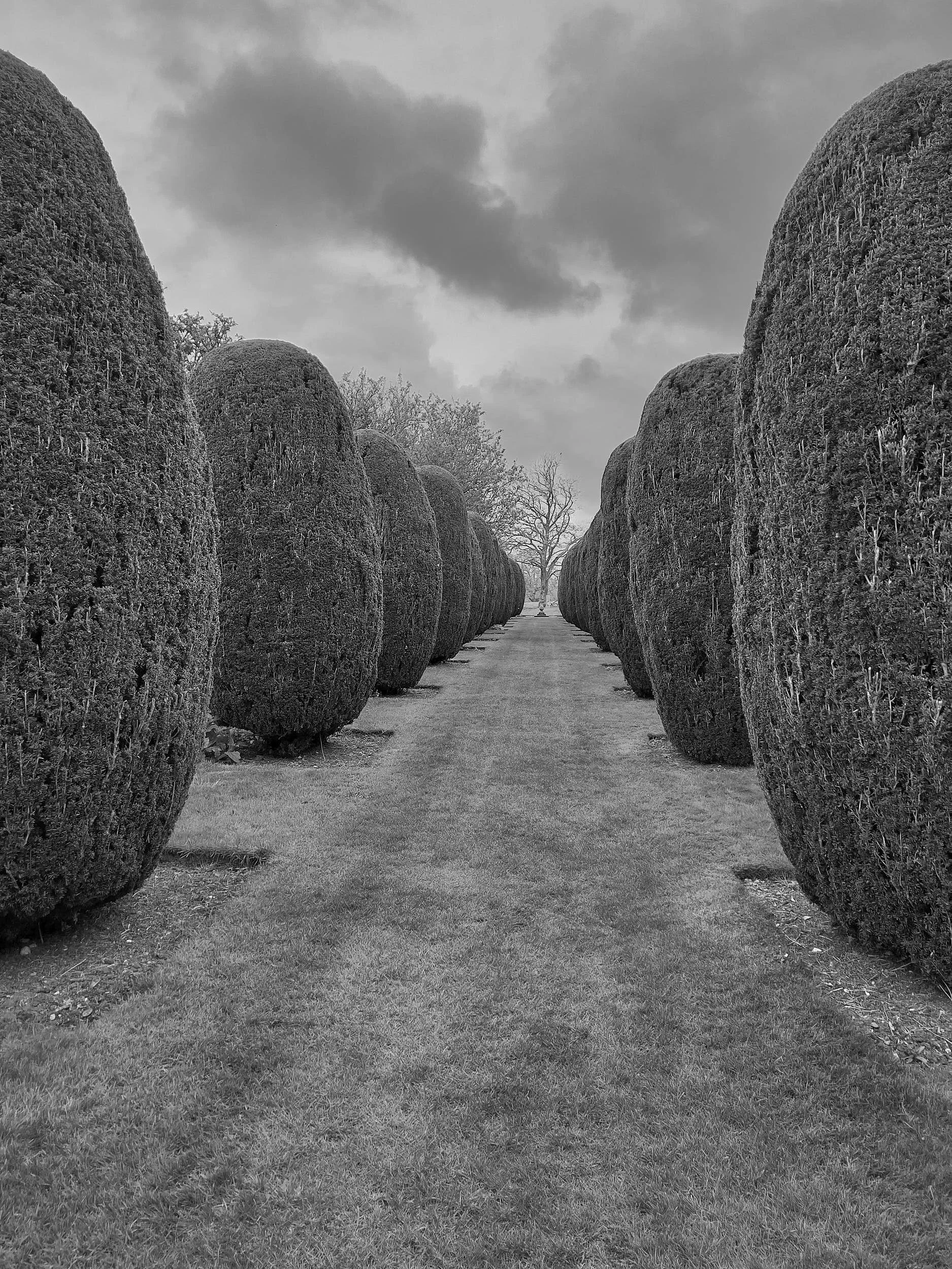 Conifer Alley, NT Hinton Ampner