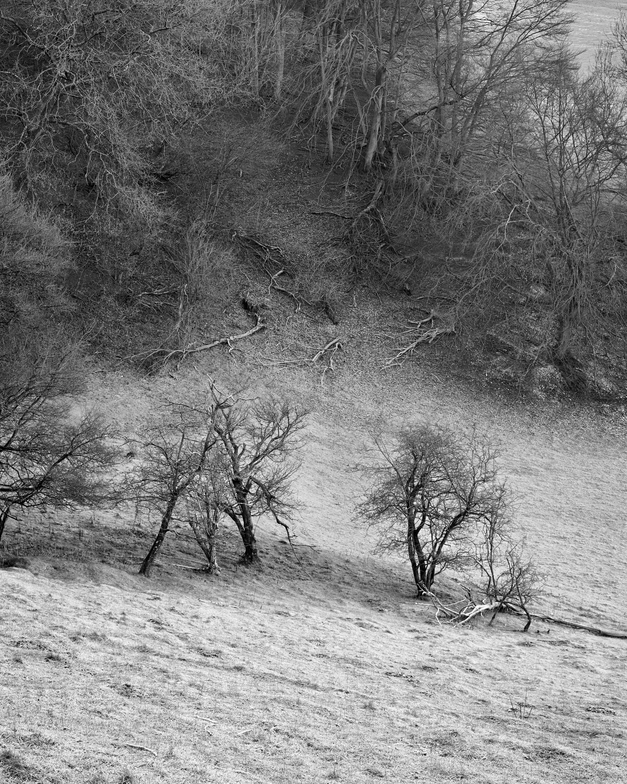 Frosty Morning, Watership Down, Hampshire, England