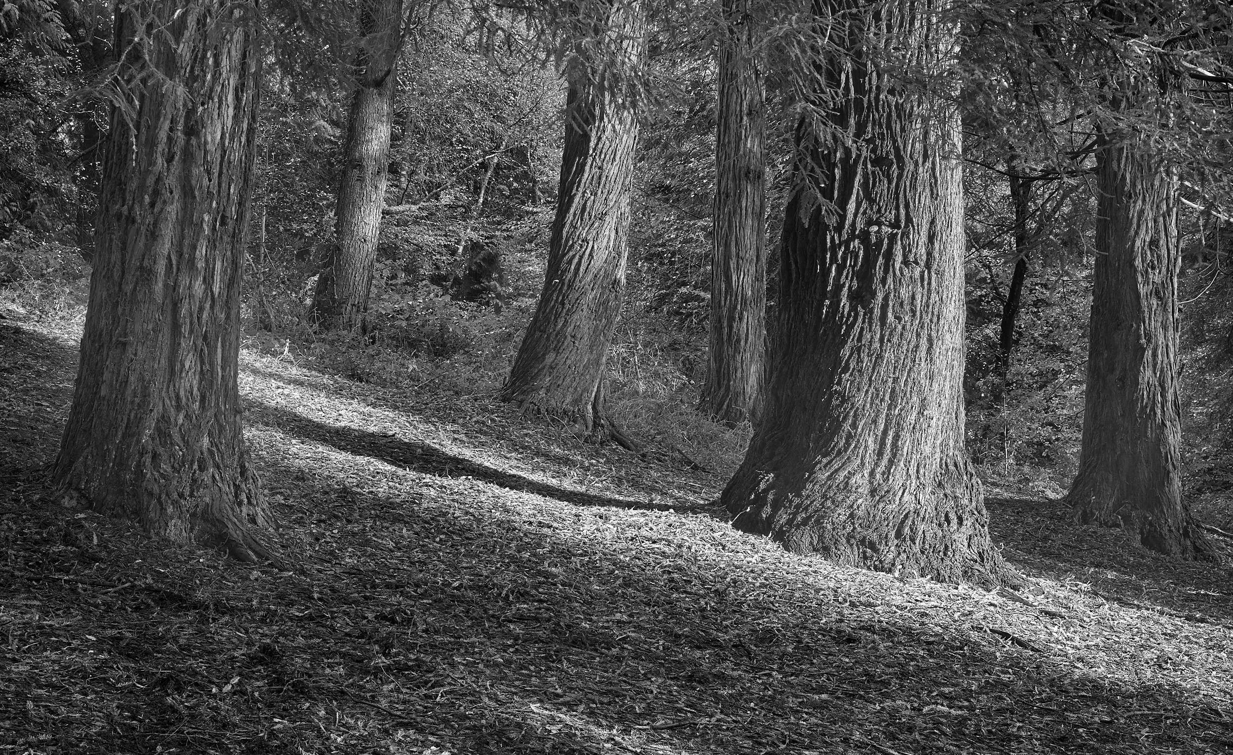 Thorncombe Wood 5.jpg