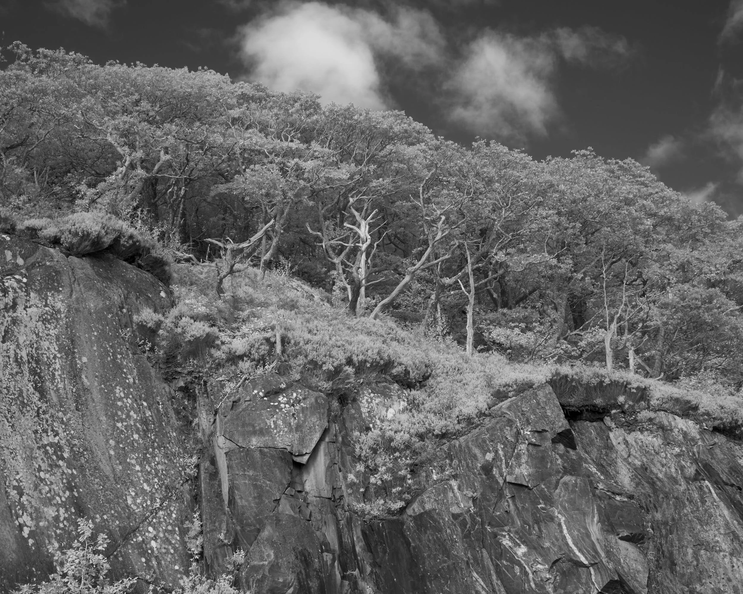 Trees, Strontium, Scotland