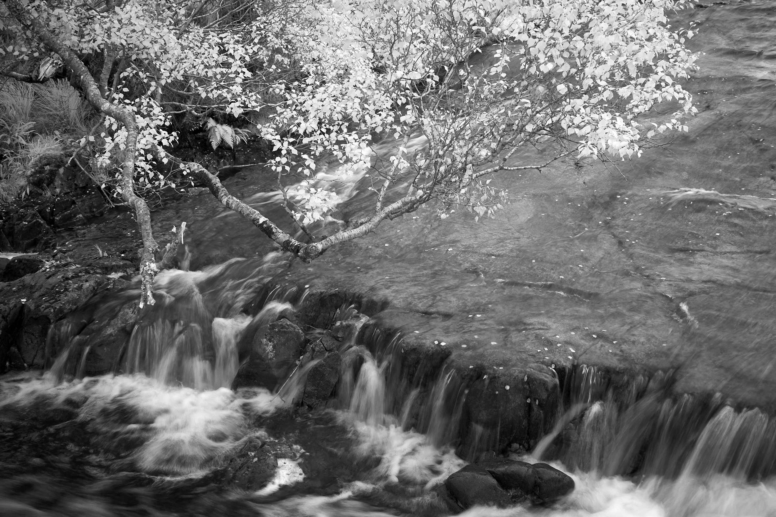 Tree and falls, Badachro