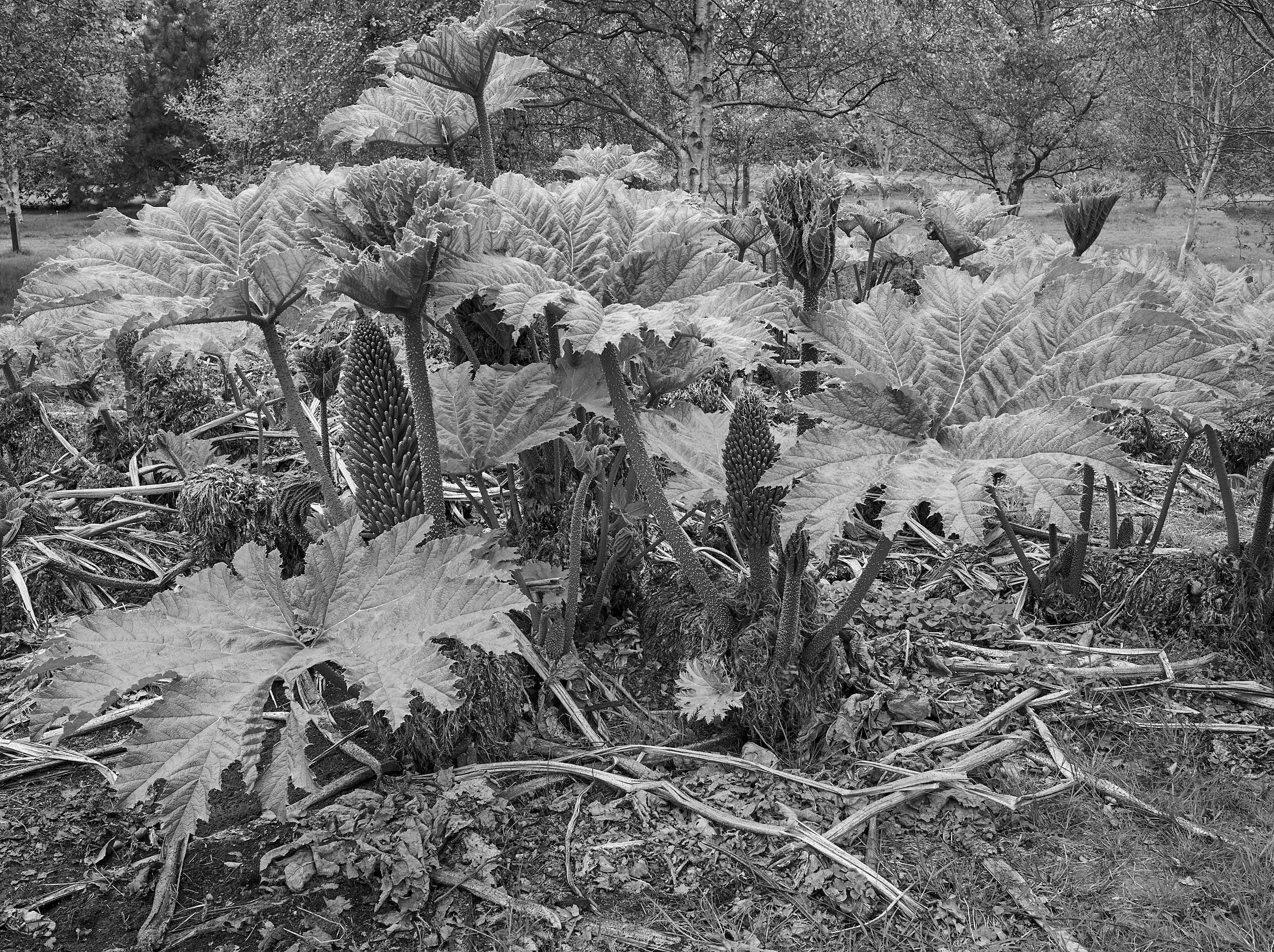 Gunnera, RHS Gardens, Wisley, Surrey