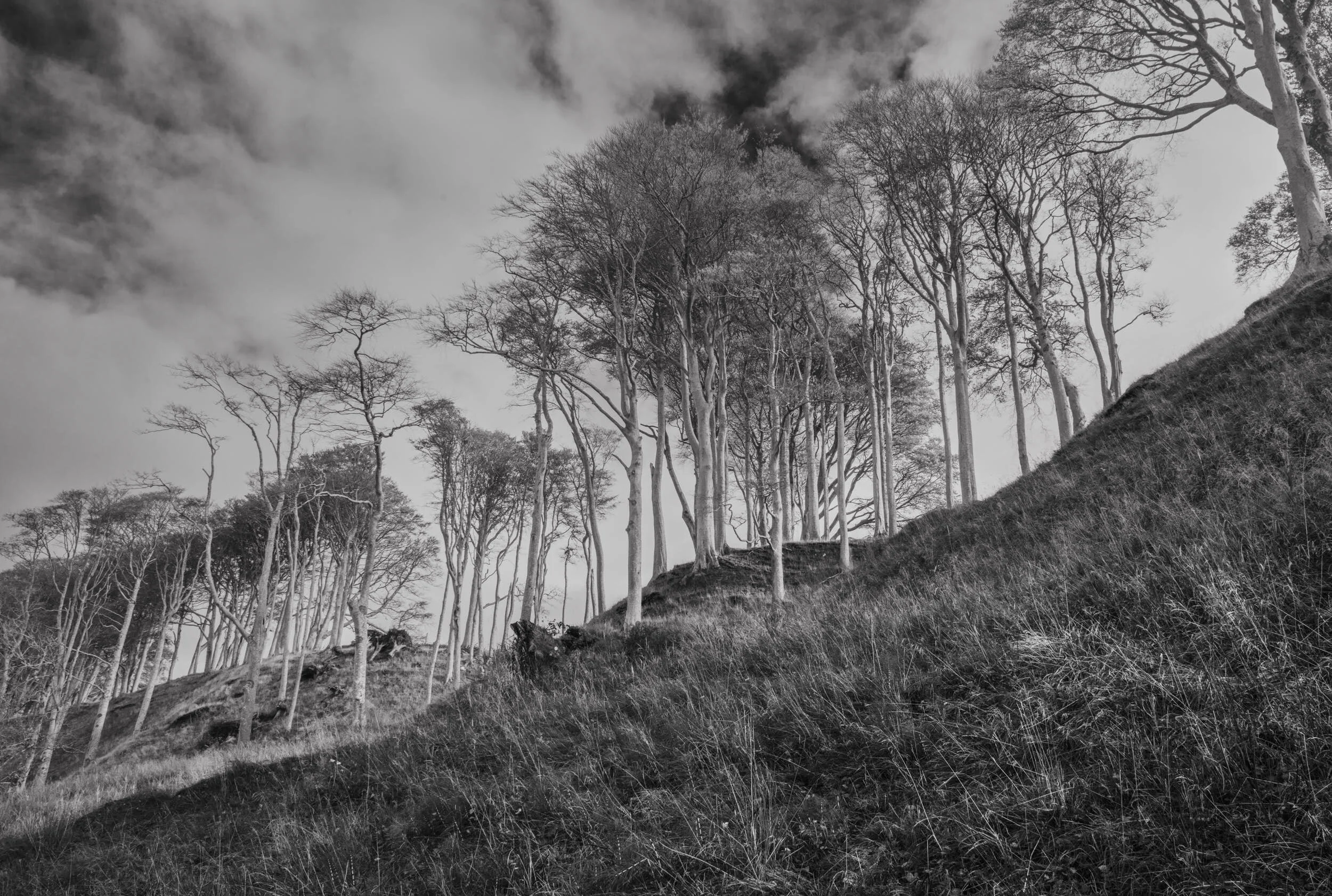Trees, Applecross Peninsular, Scotland