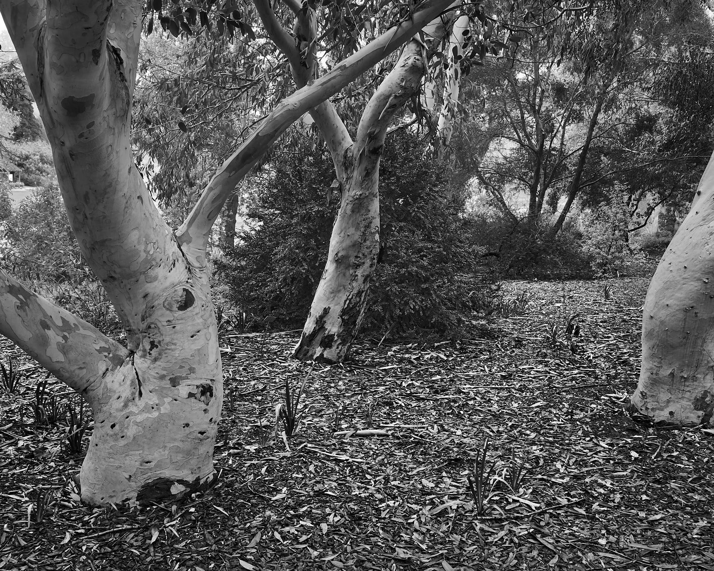 Trees, RHS Wisley, Surry