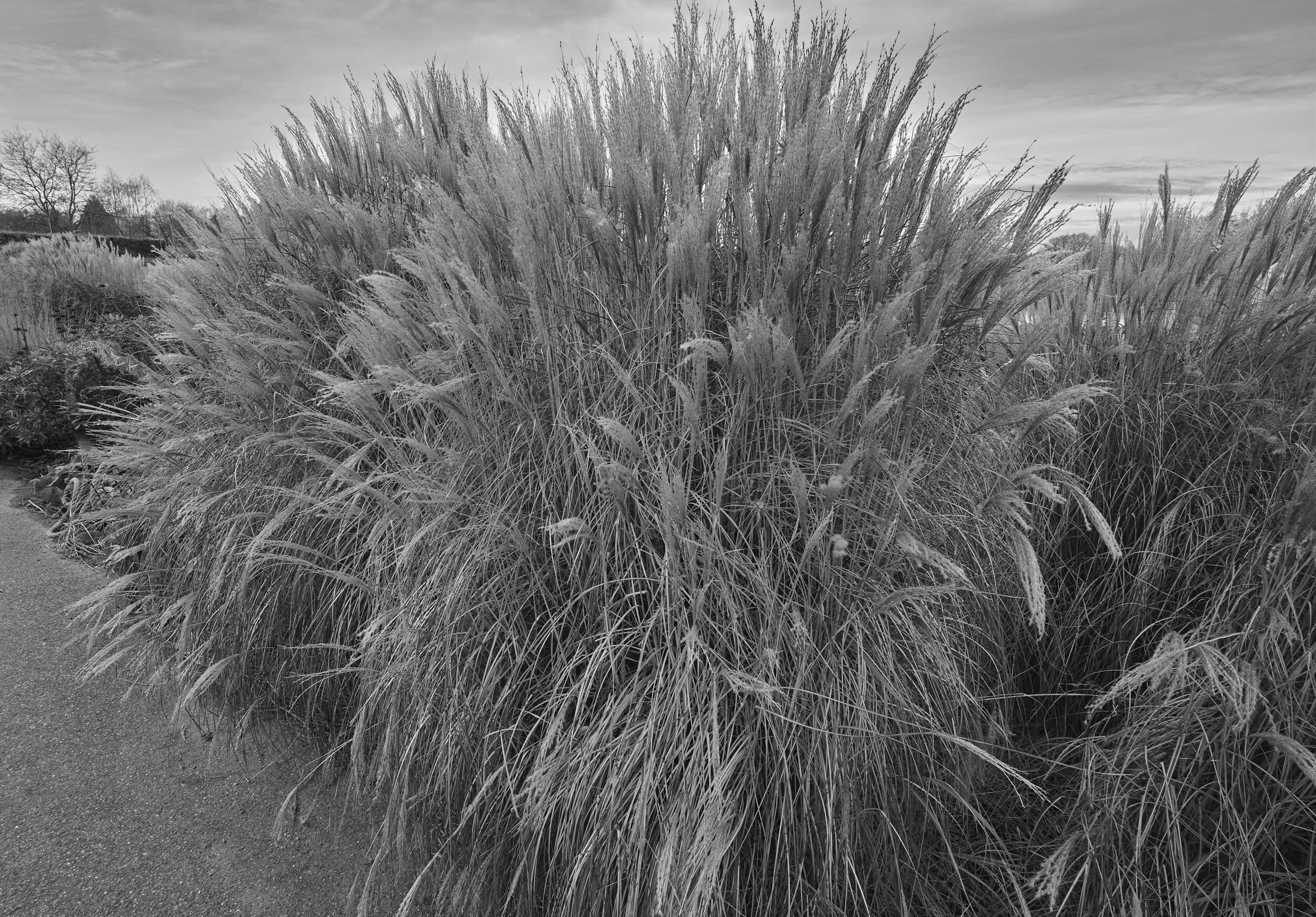 Grasses, RHS Wisley Gardens, Surrey, England