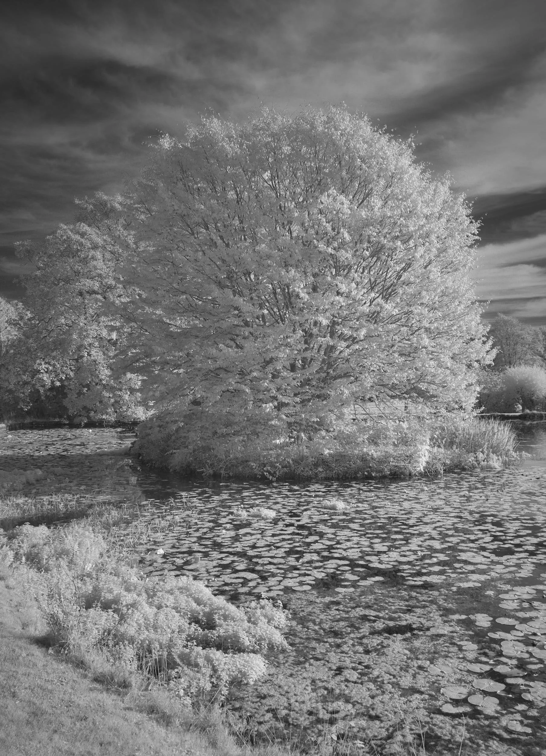 Tree NT Sizergh