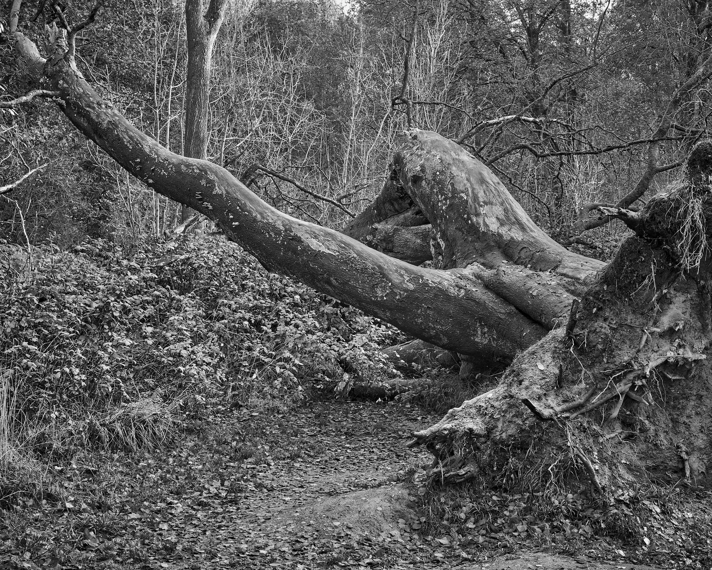 Fallen Tree, Savernake Forrest, Wiltshire, England