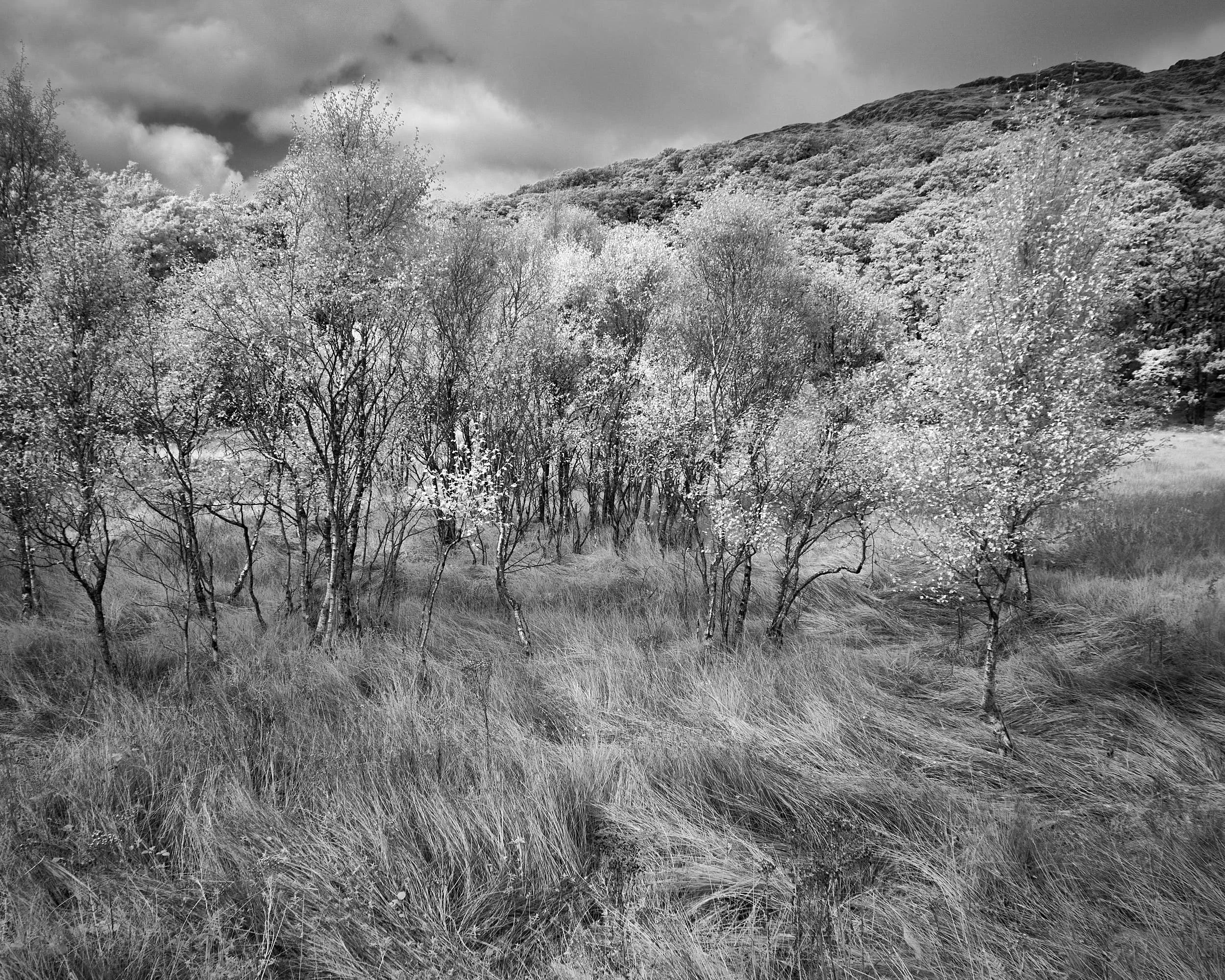 Trees and Grass Mallaig (IR)
