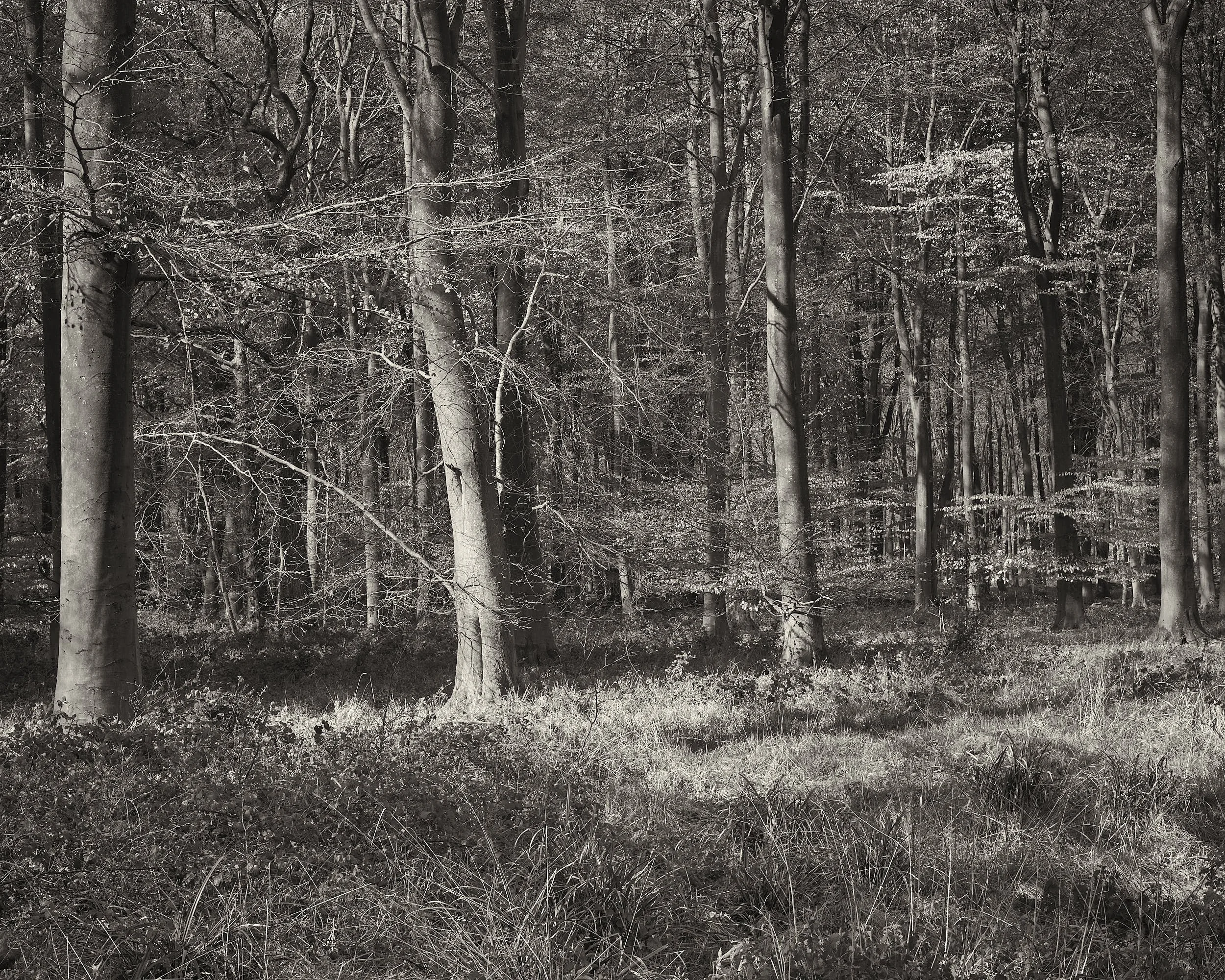 Trees, Mitchledever Forest, Hampshire
