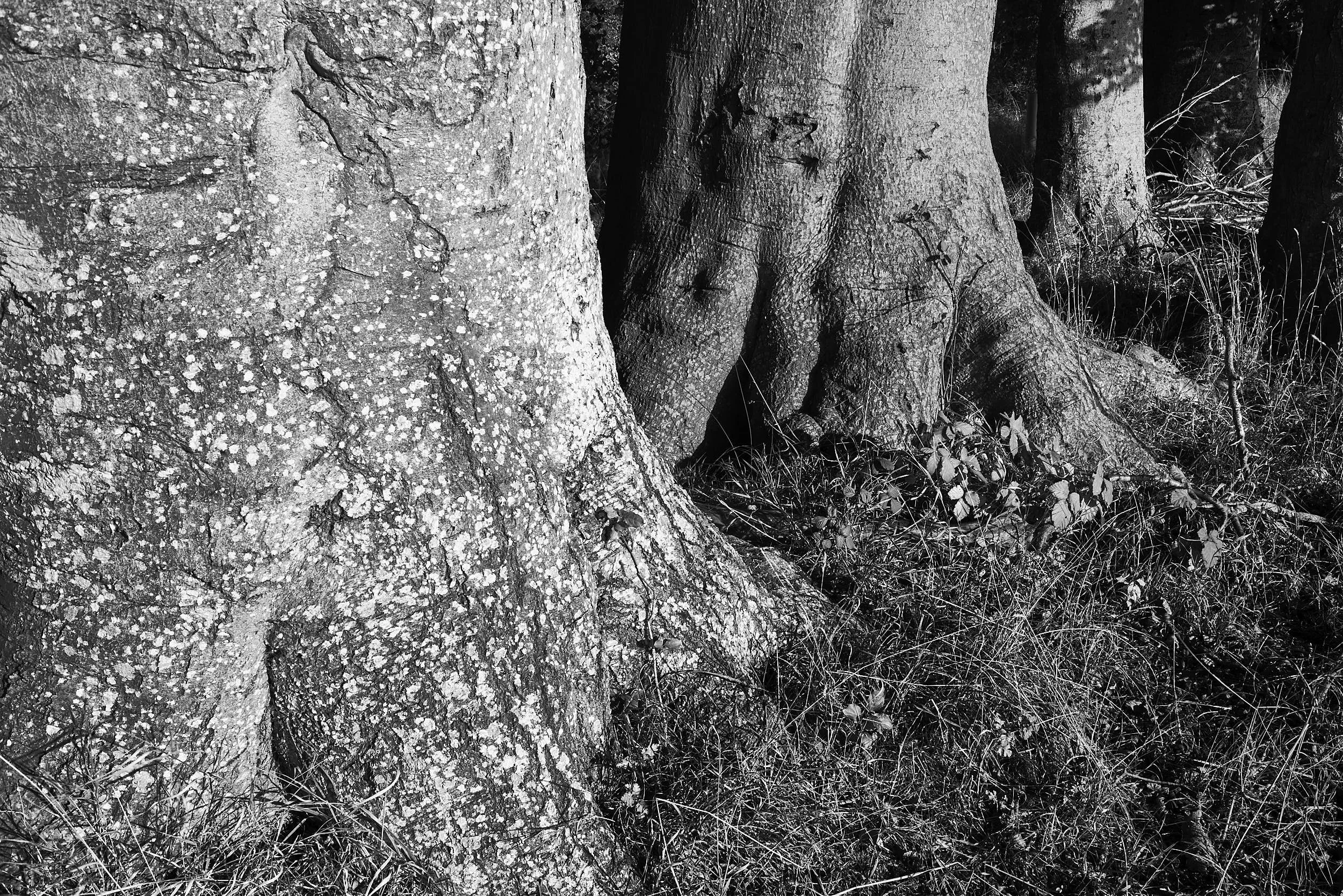 Tree Trunks, Hampshire
