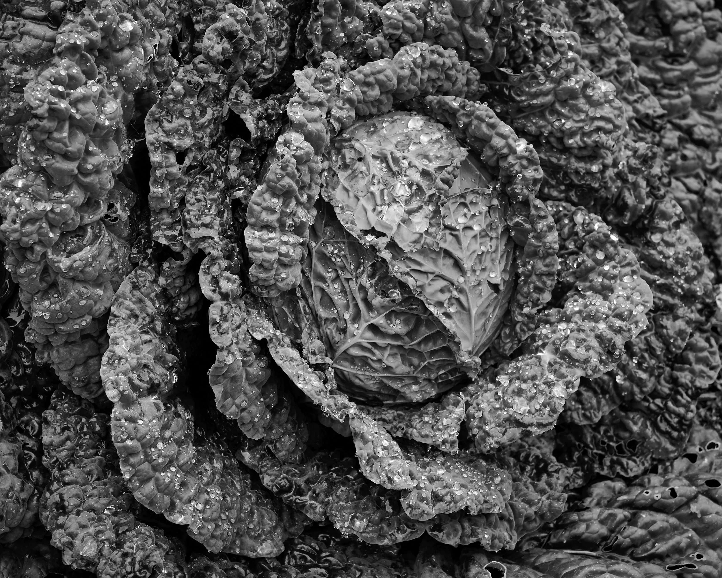 Cabbage, Inverewe Gardens
