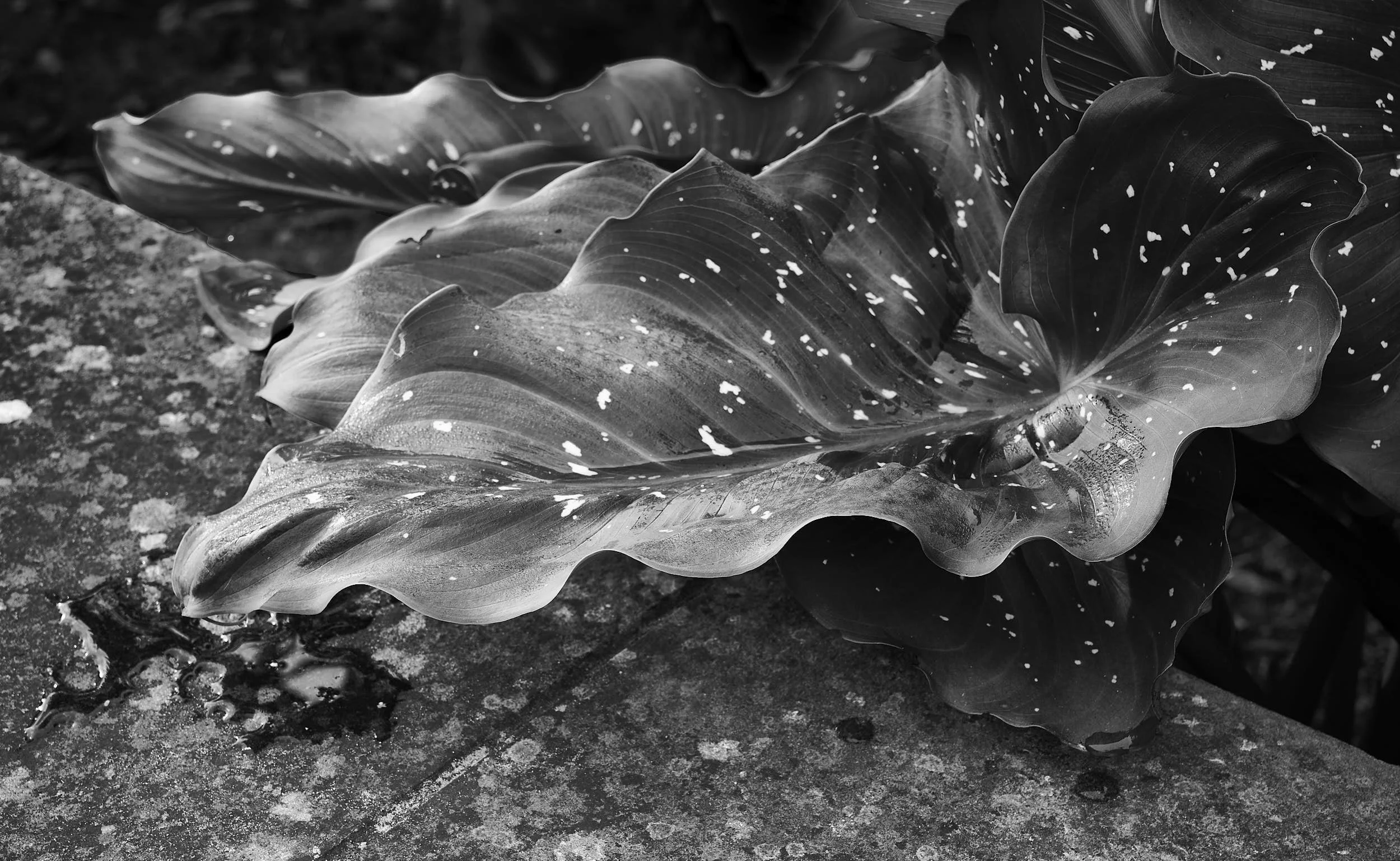 Leaves, RHS Wisley, Surry