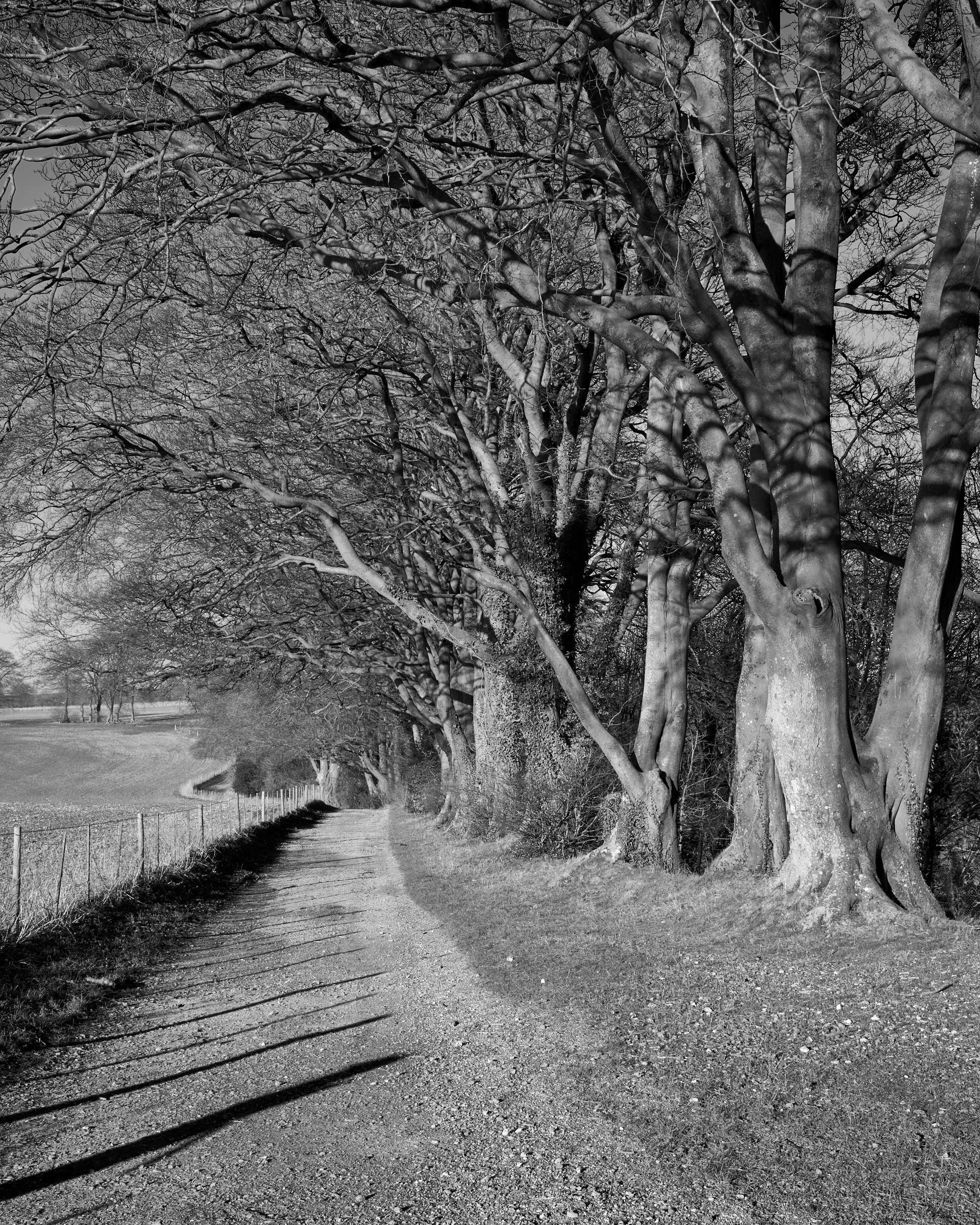 Trees, Watership Down, Hampshire