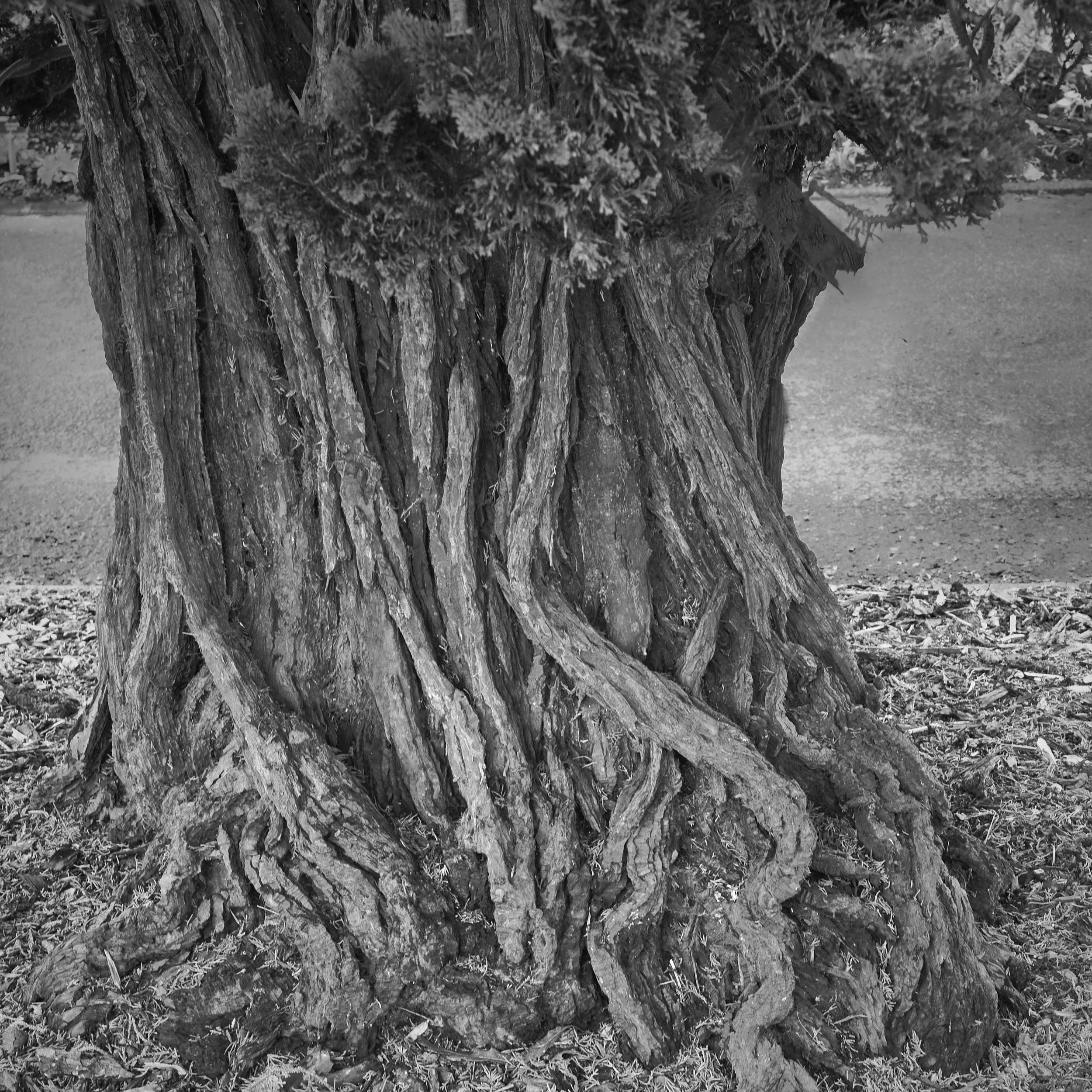 Trunk, RHS Rosemore Gardens, DEvon