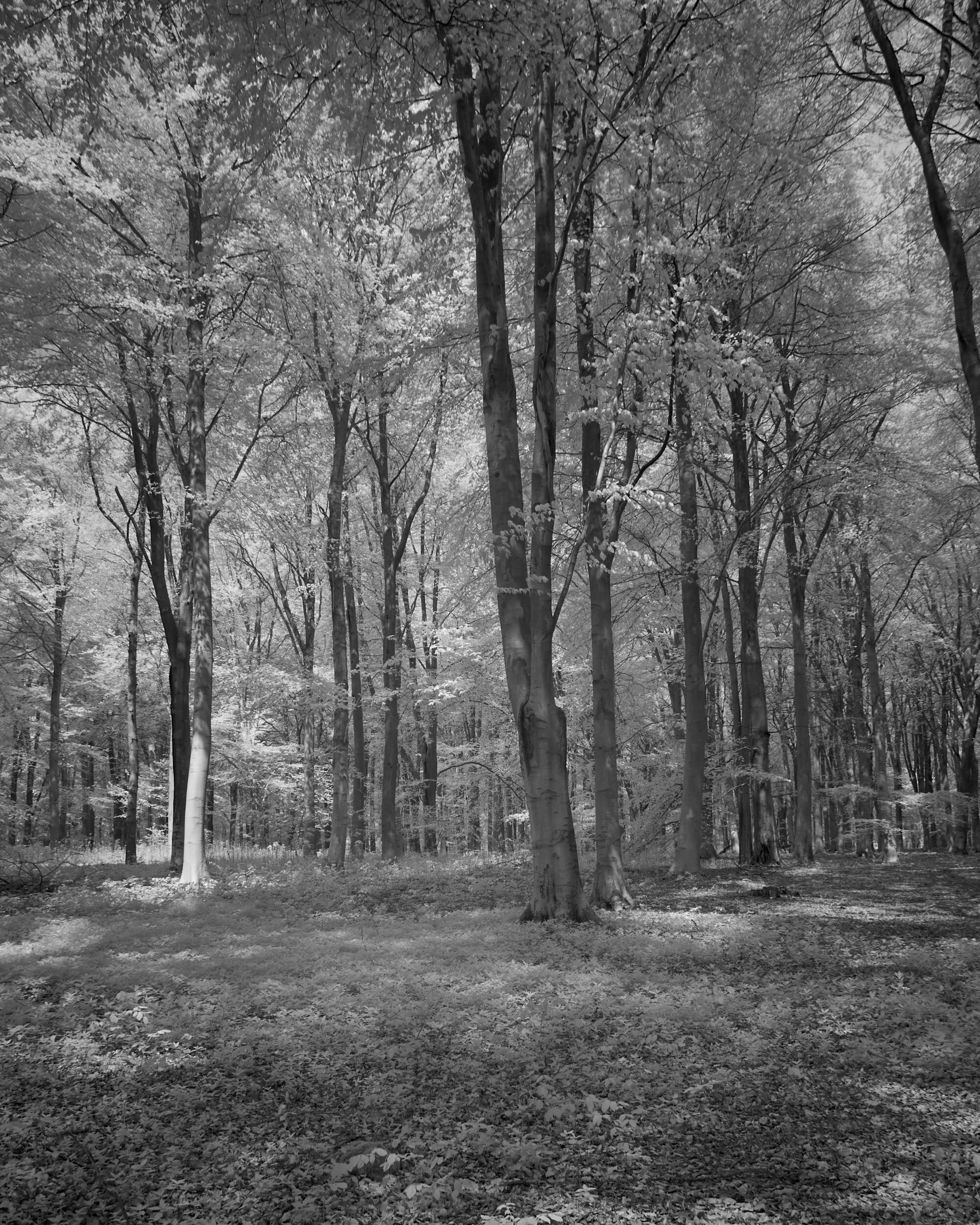 Trees Blackwood Forrest, Hampshire (IR)