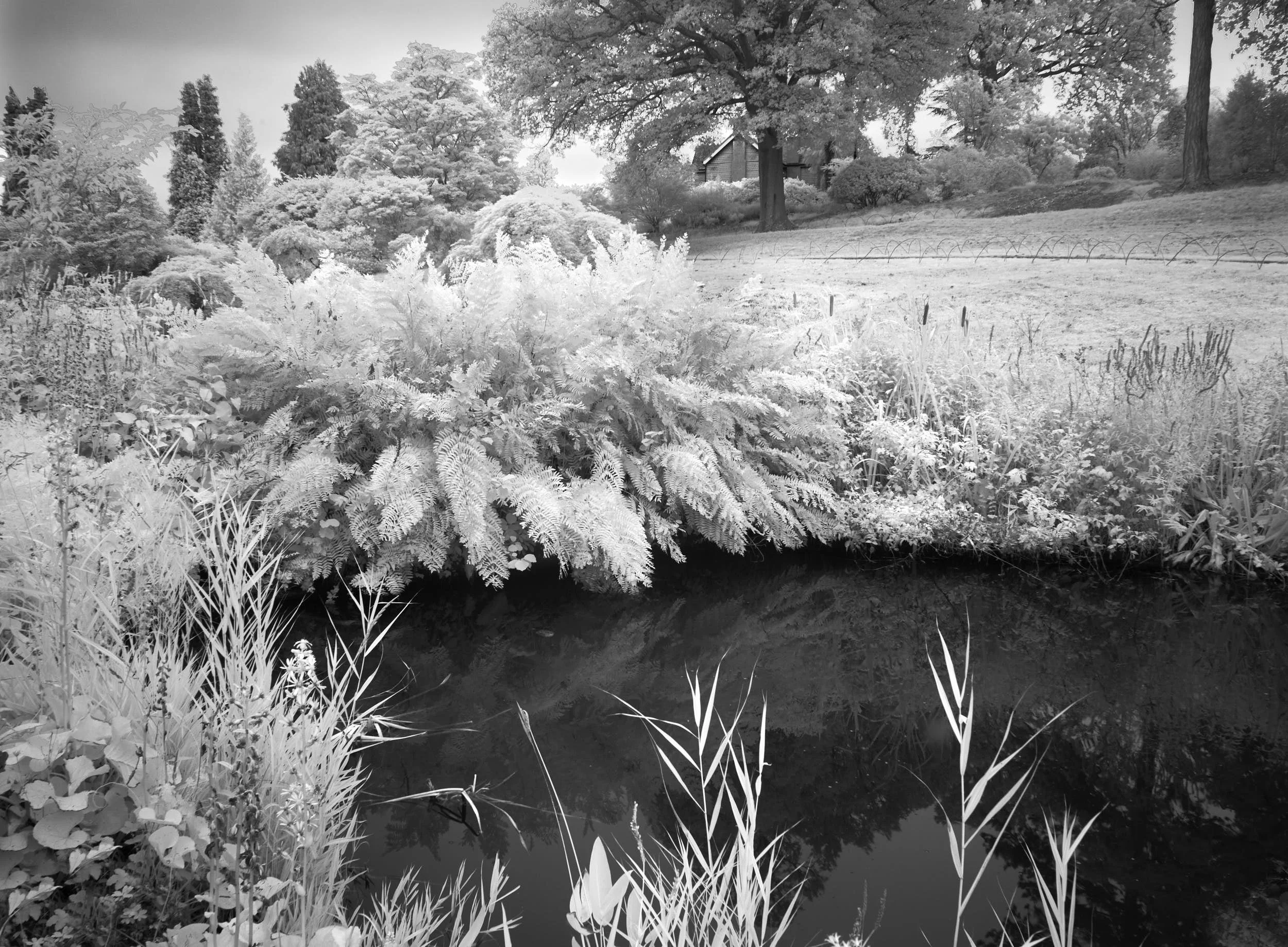 IR Ferns and Pond, Wisley Gardens
