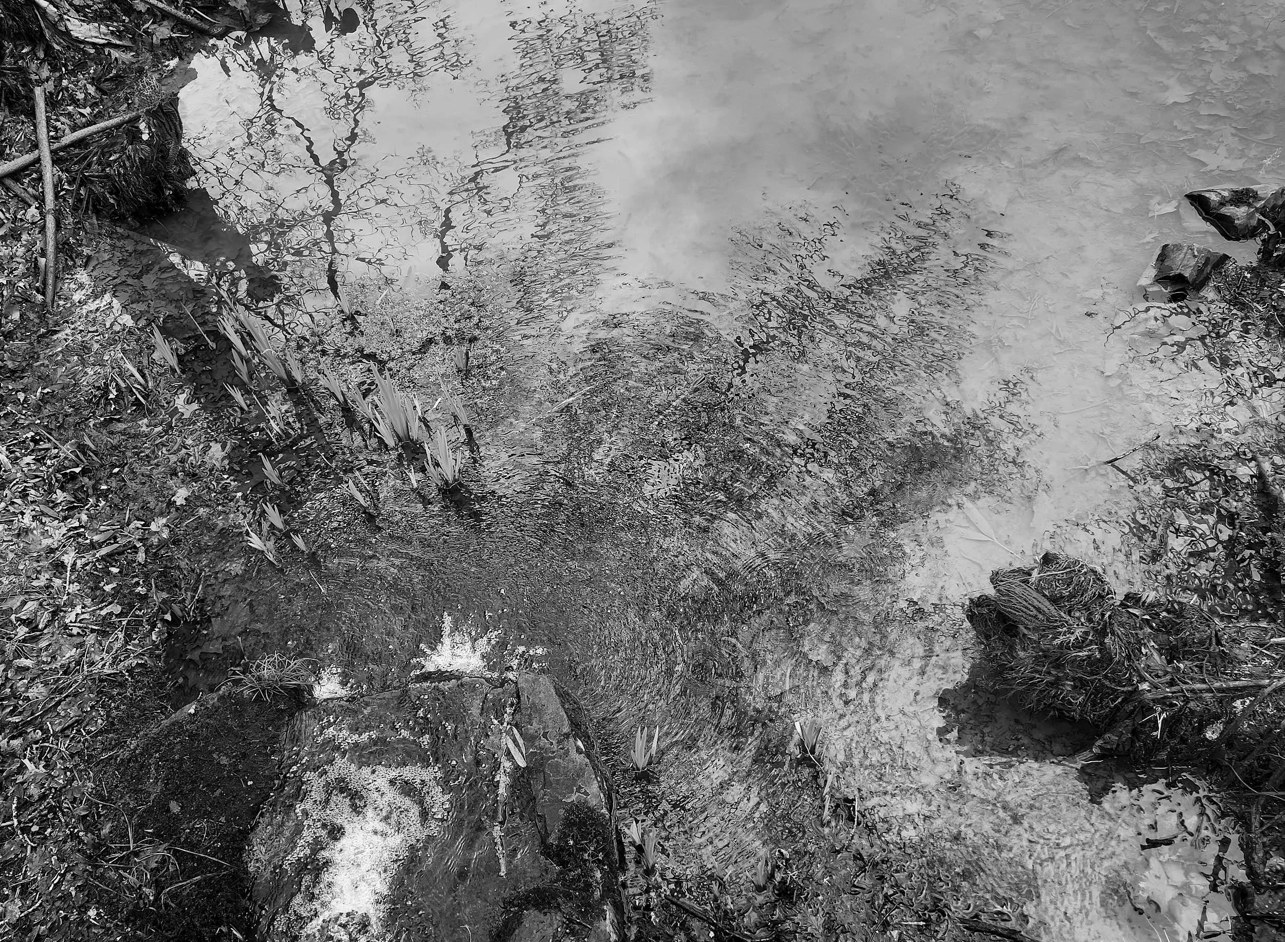 Reflection Rosemore Gardens, Devon