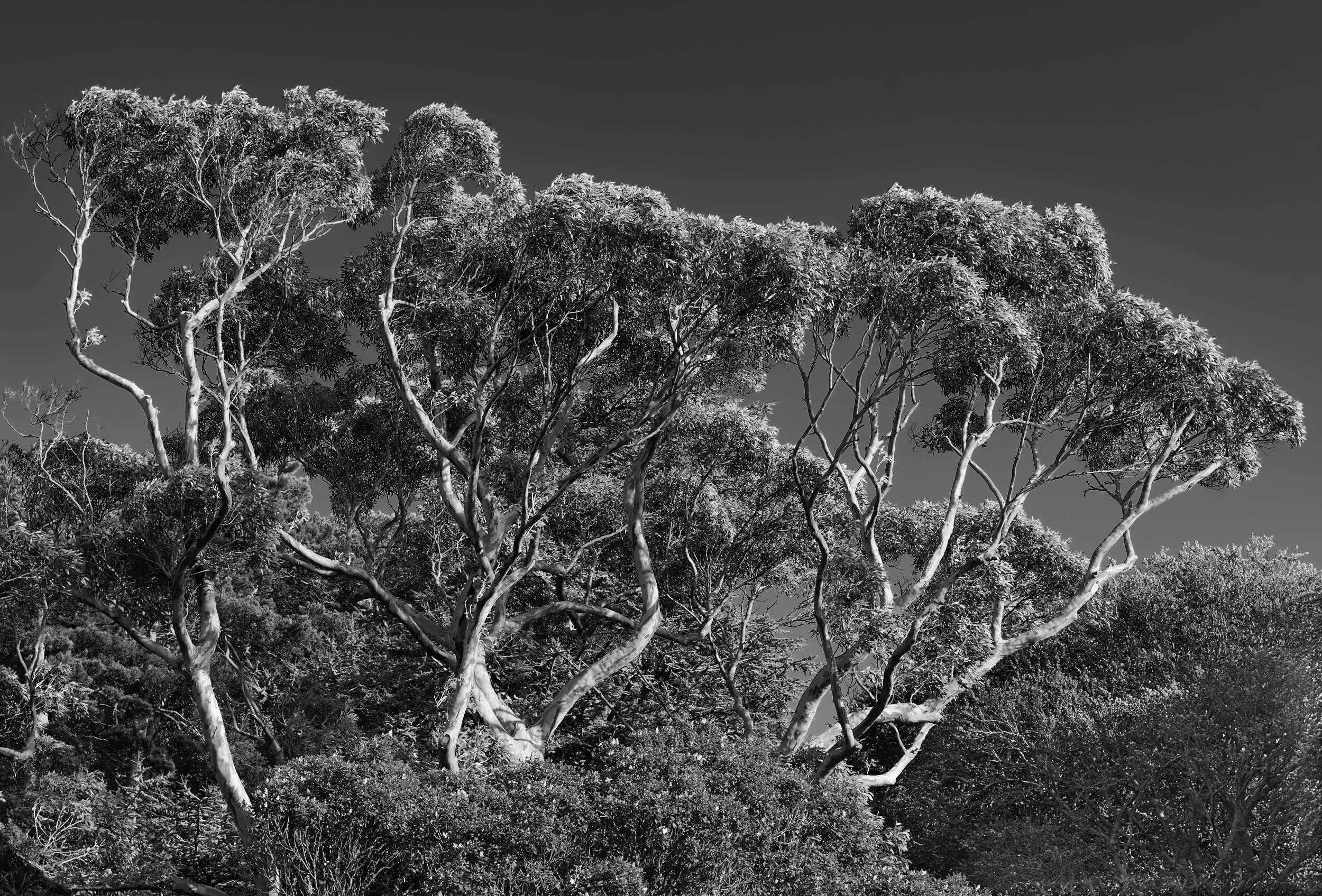 Trees, Gairloch Scotland