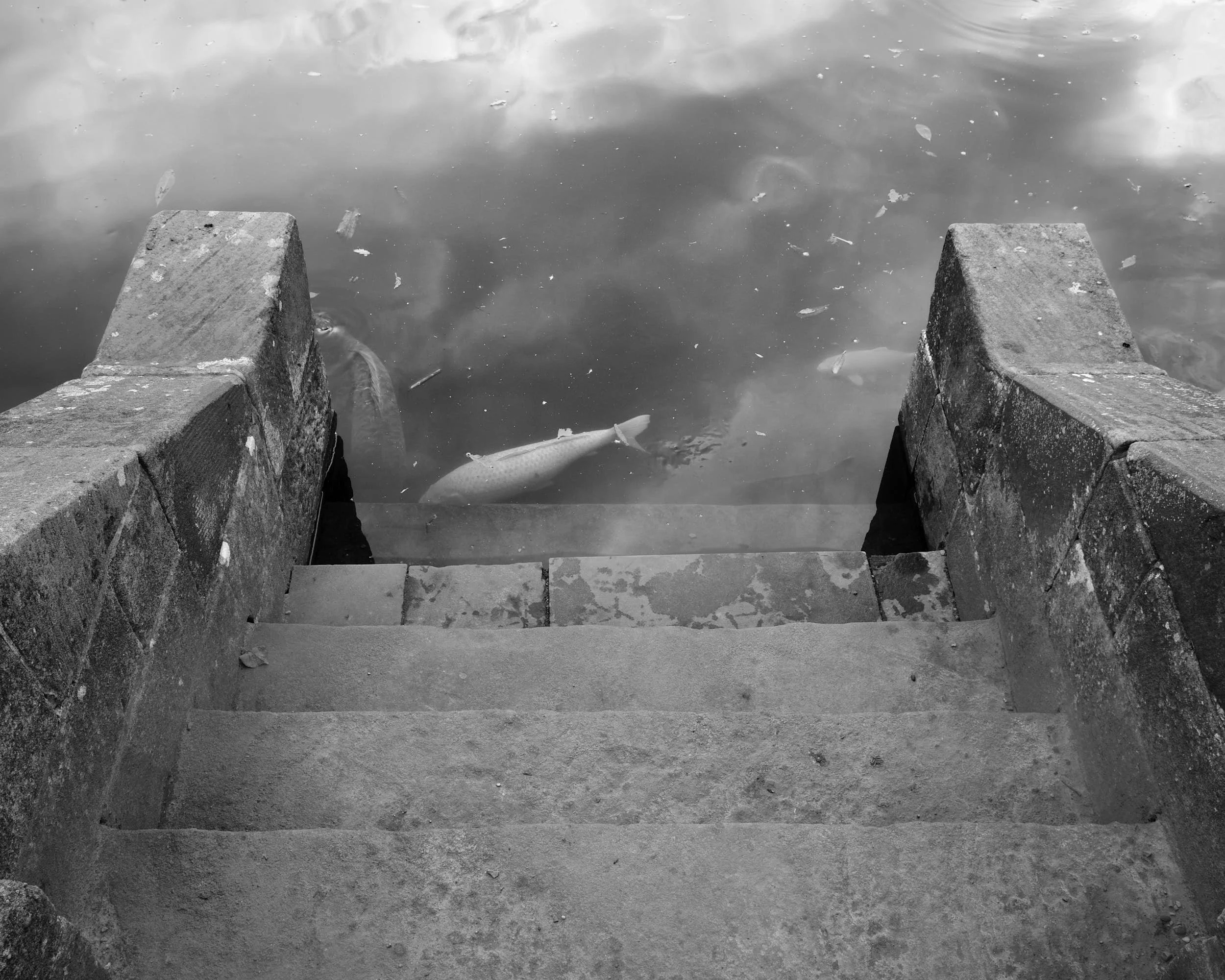 Steps and Fish, Biddulph Gardens, Staffordshire