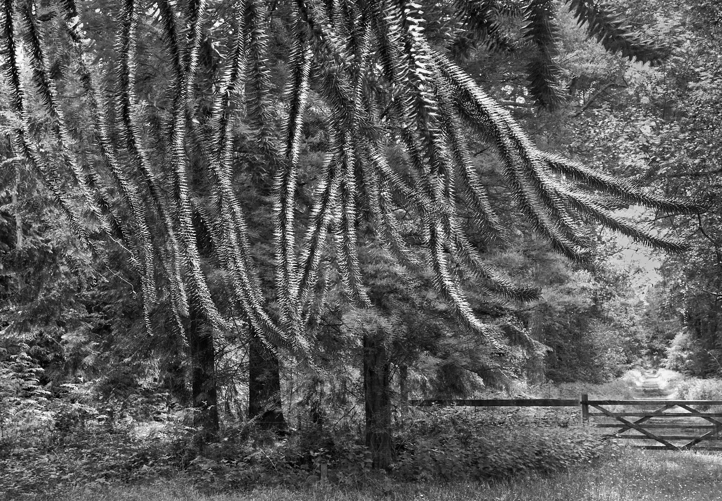 Conifer, Forrest of Dean