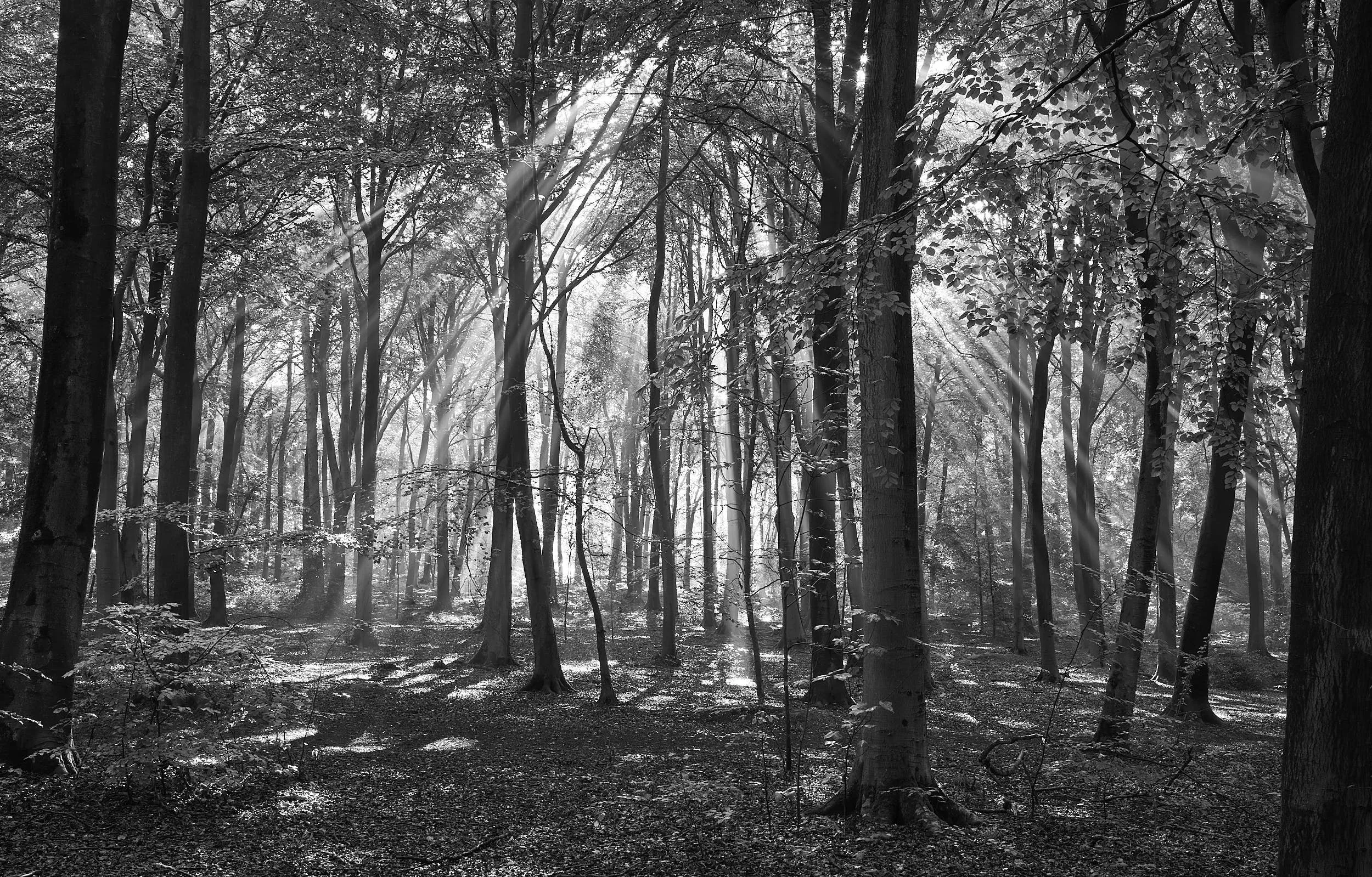 Mitcheldever Woods Sunburst, Hampshire
