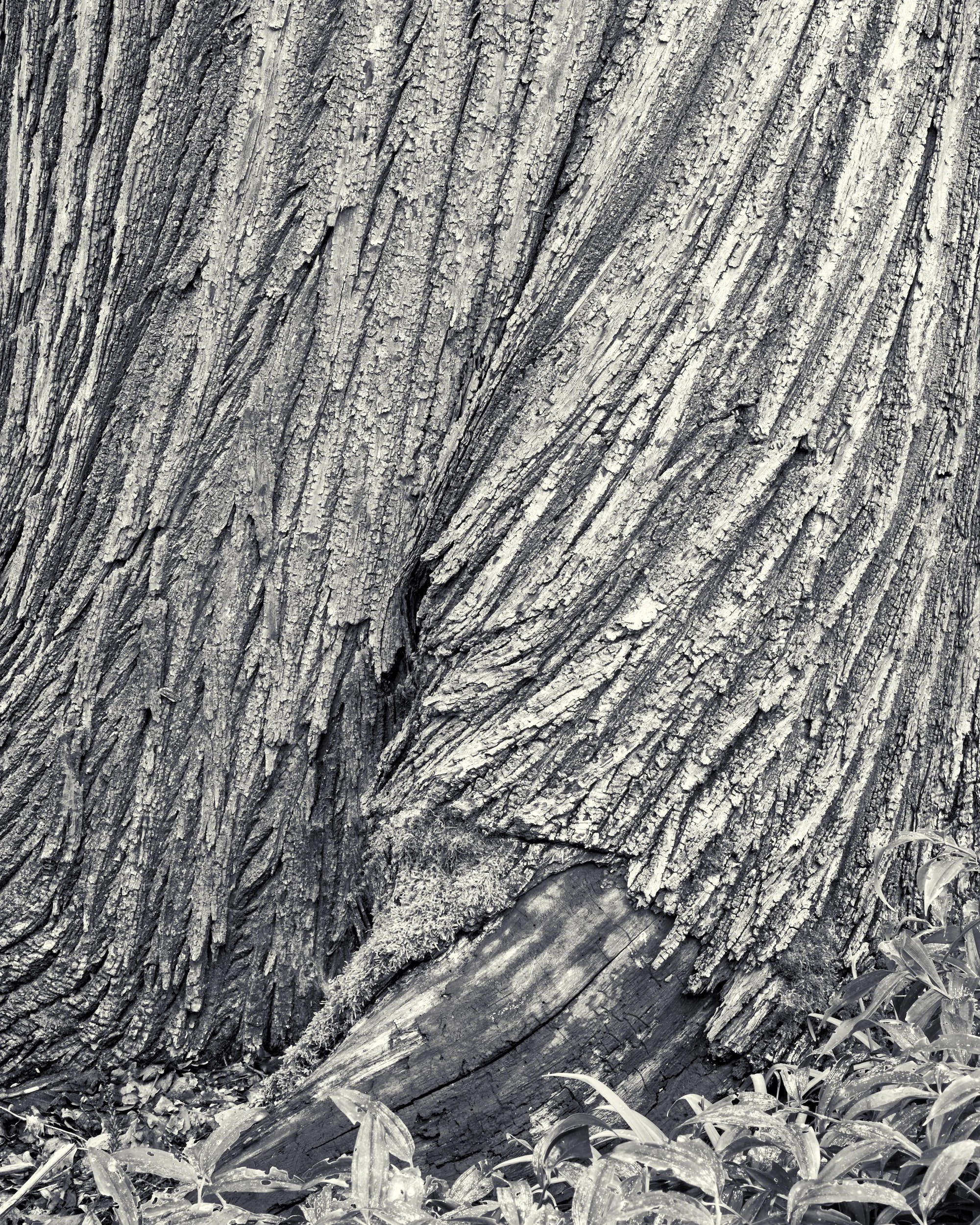 Tree Bark, RHS Wisley, Surrey