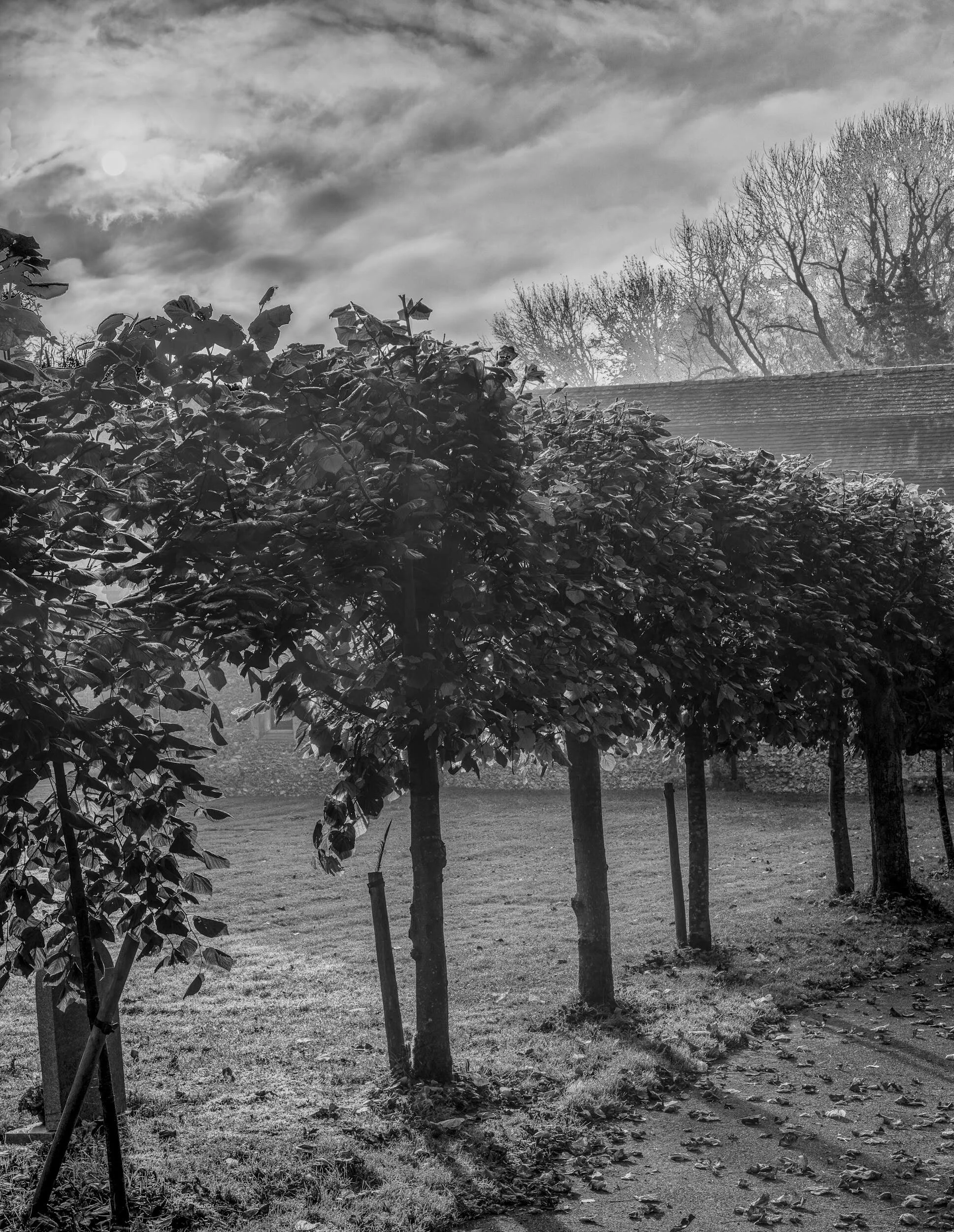 Sun and Trees, Church Yard, Hampshire