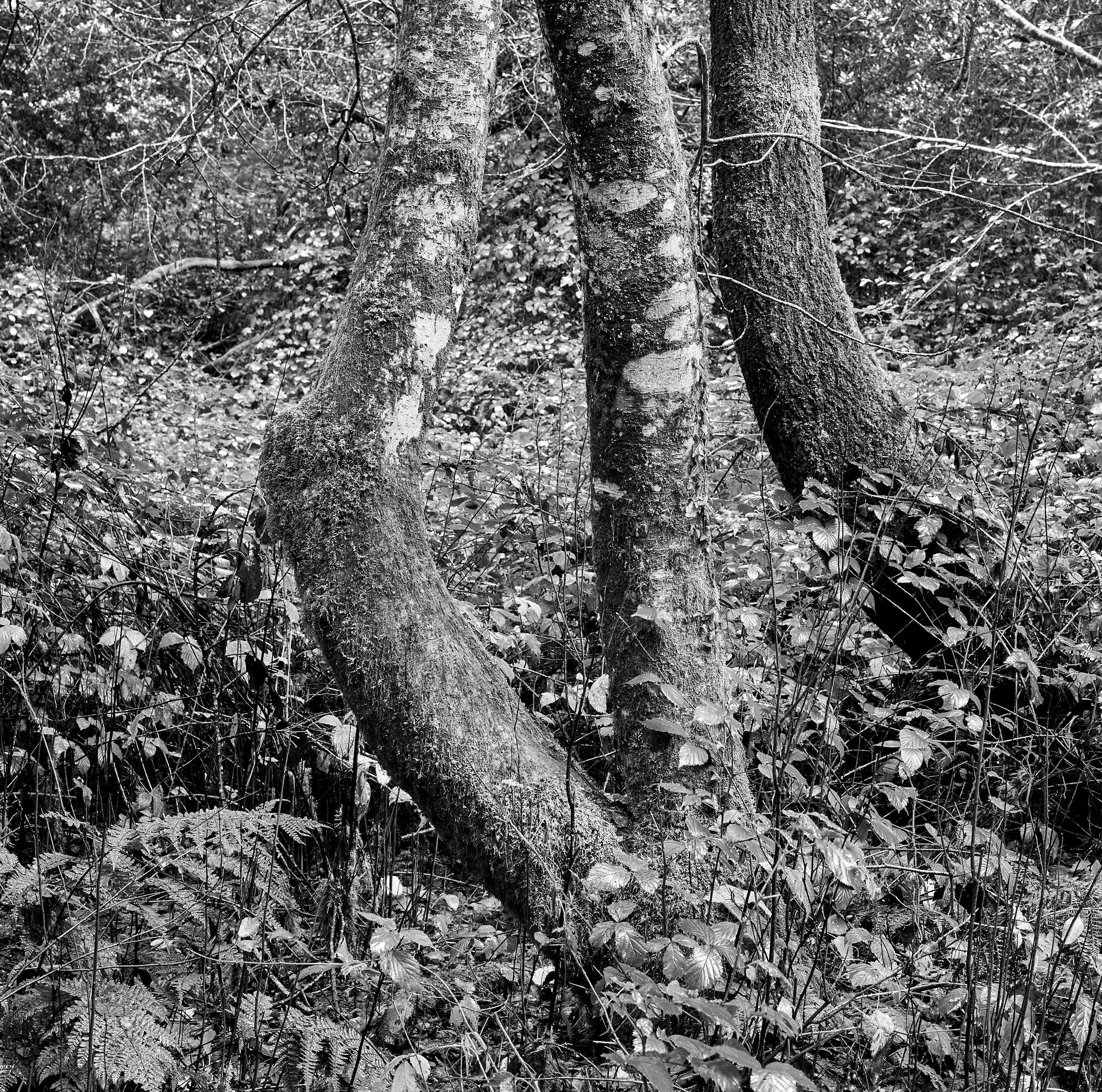 Thorncombe Wood 2, Dorset