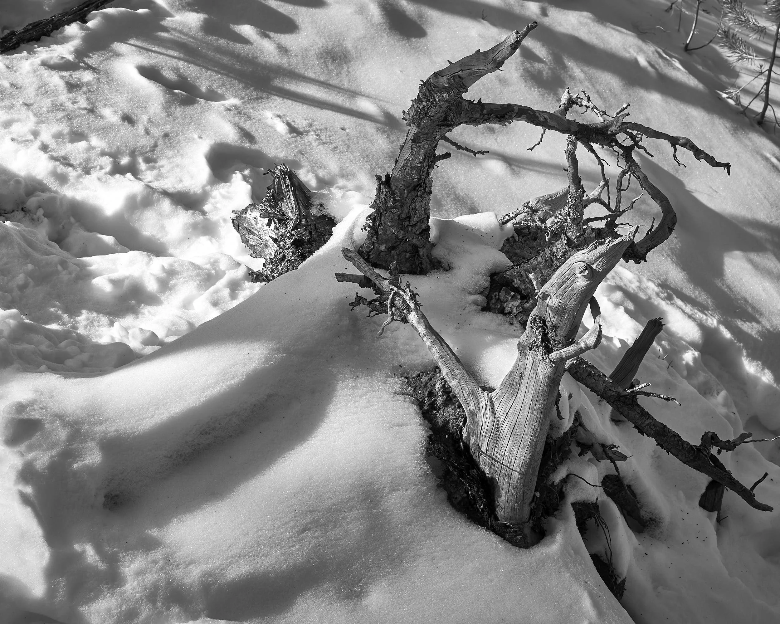 Stump and Snow, Breckenridge, Colorado