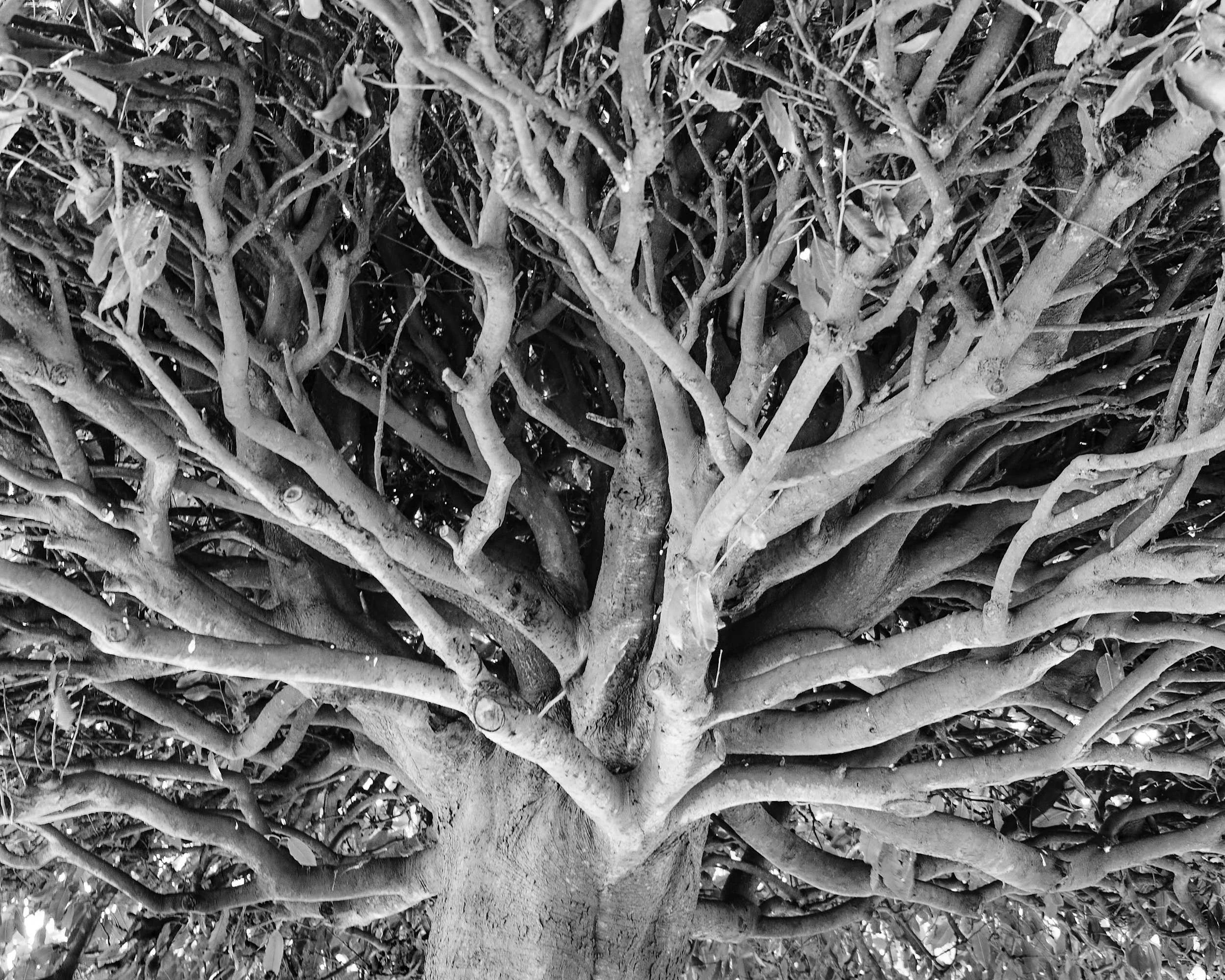 Tree, NT Westbury Court Gardens, Westbury-on Severn